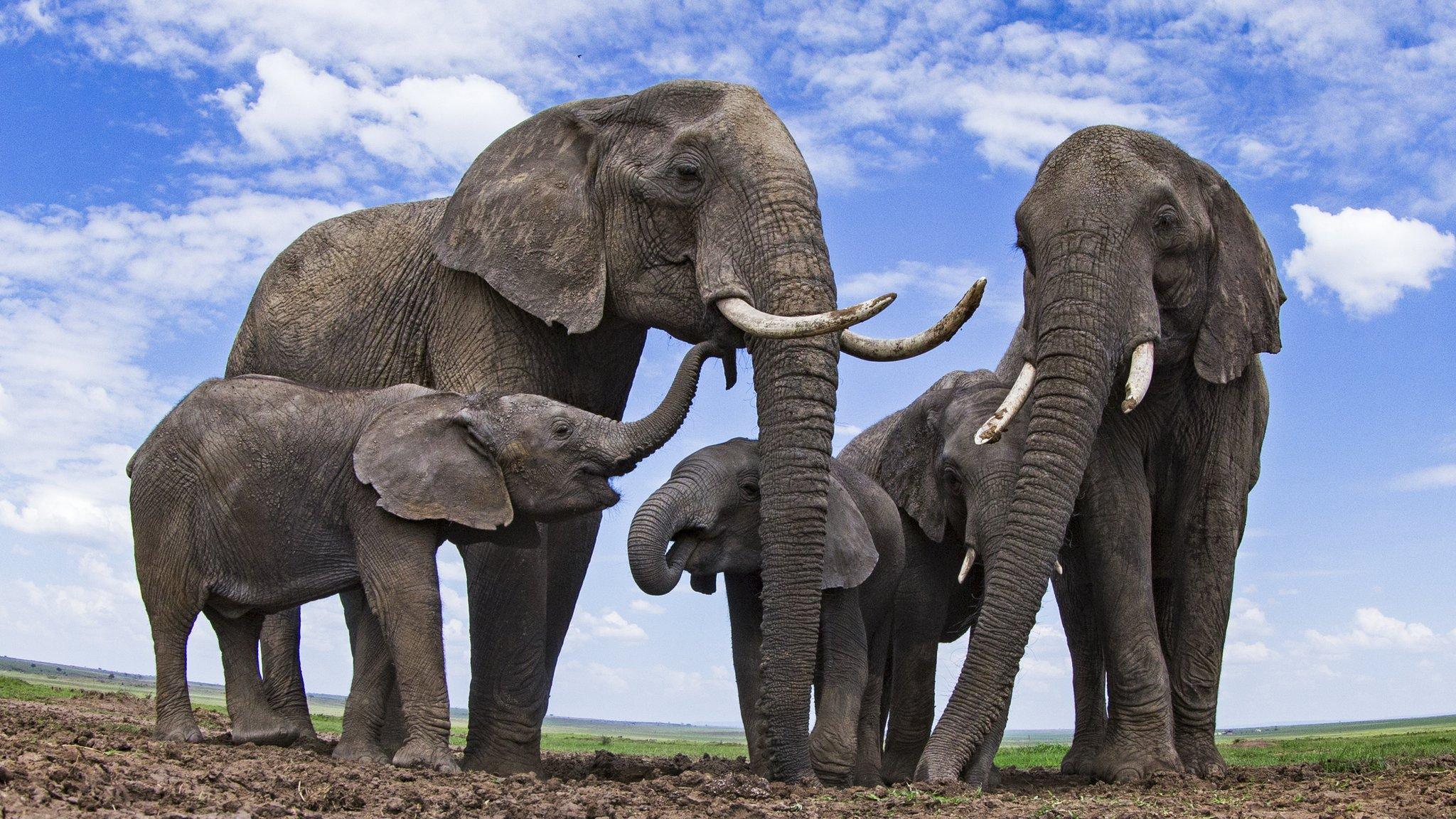 African elephants (c) SPL