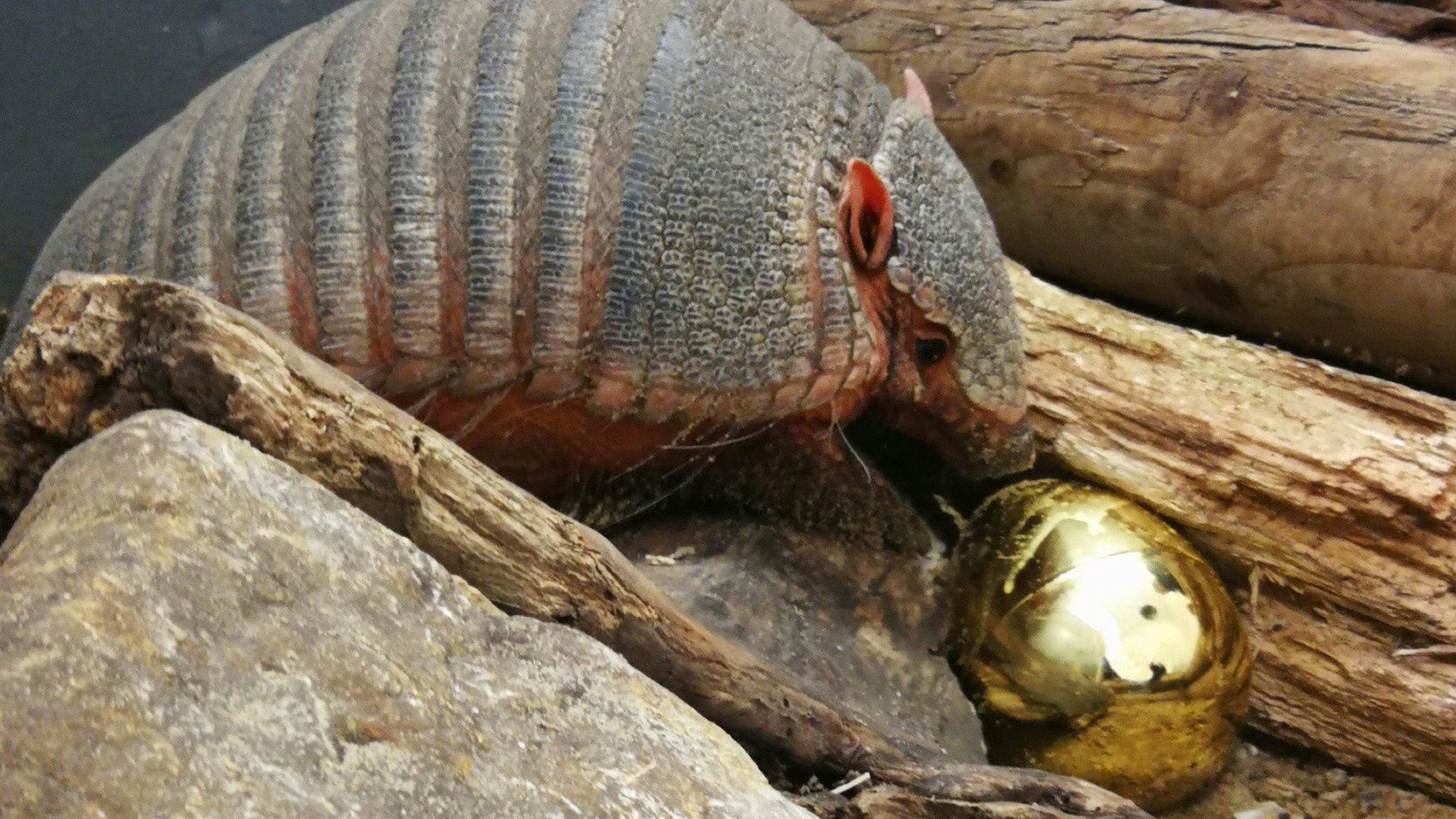 An armadillo sniffs a shiny golden egg.