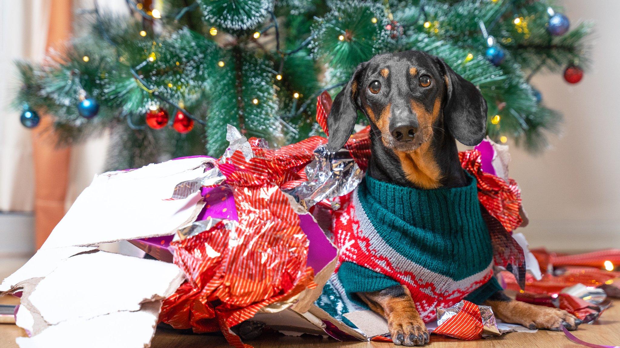 A sausage dog sits by a Christmas tree covered in discarded Christmas wrapping paper