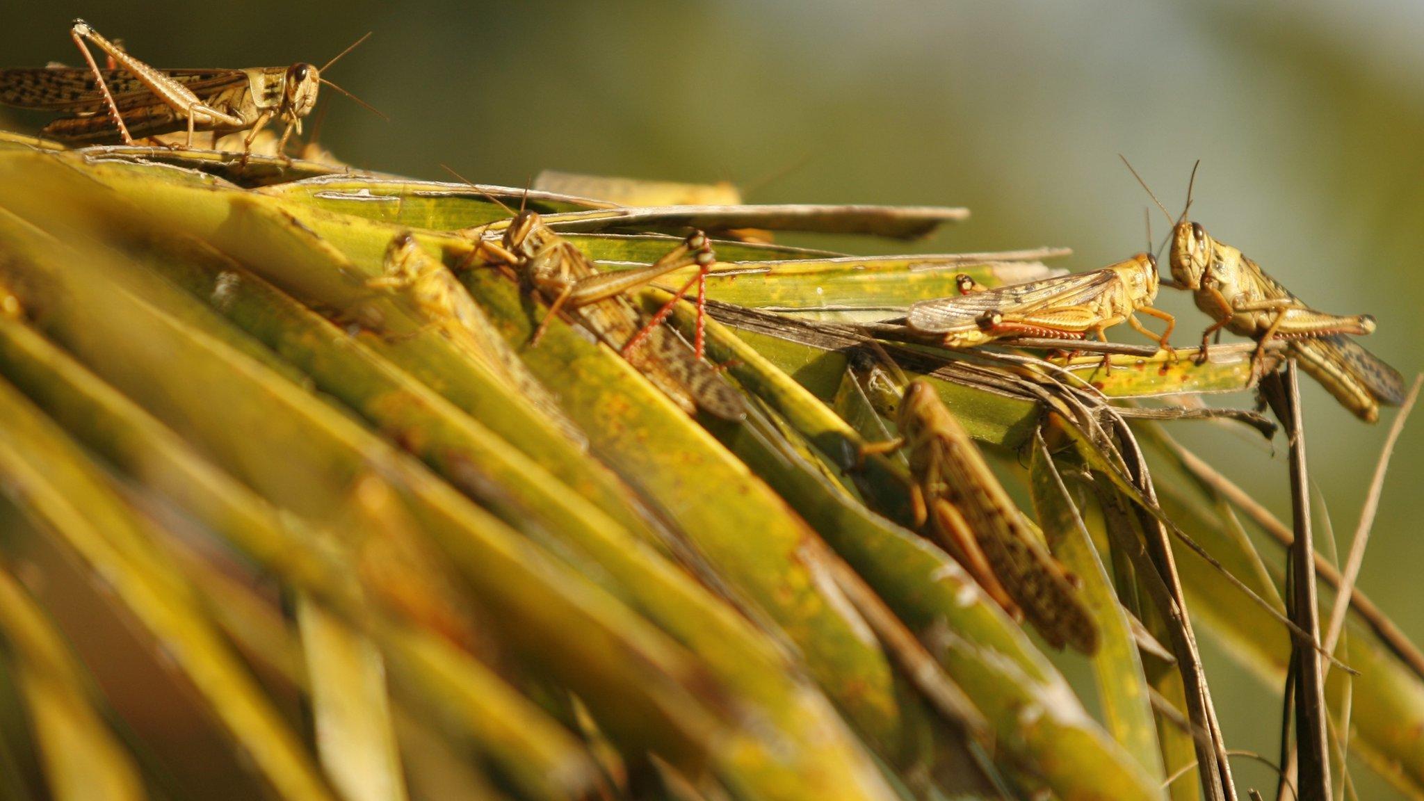 Locusts