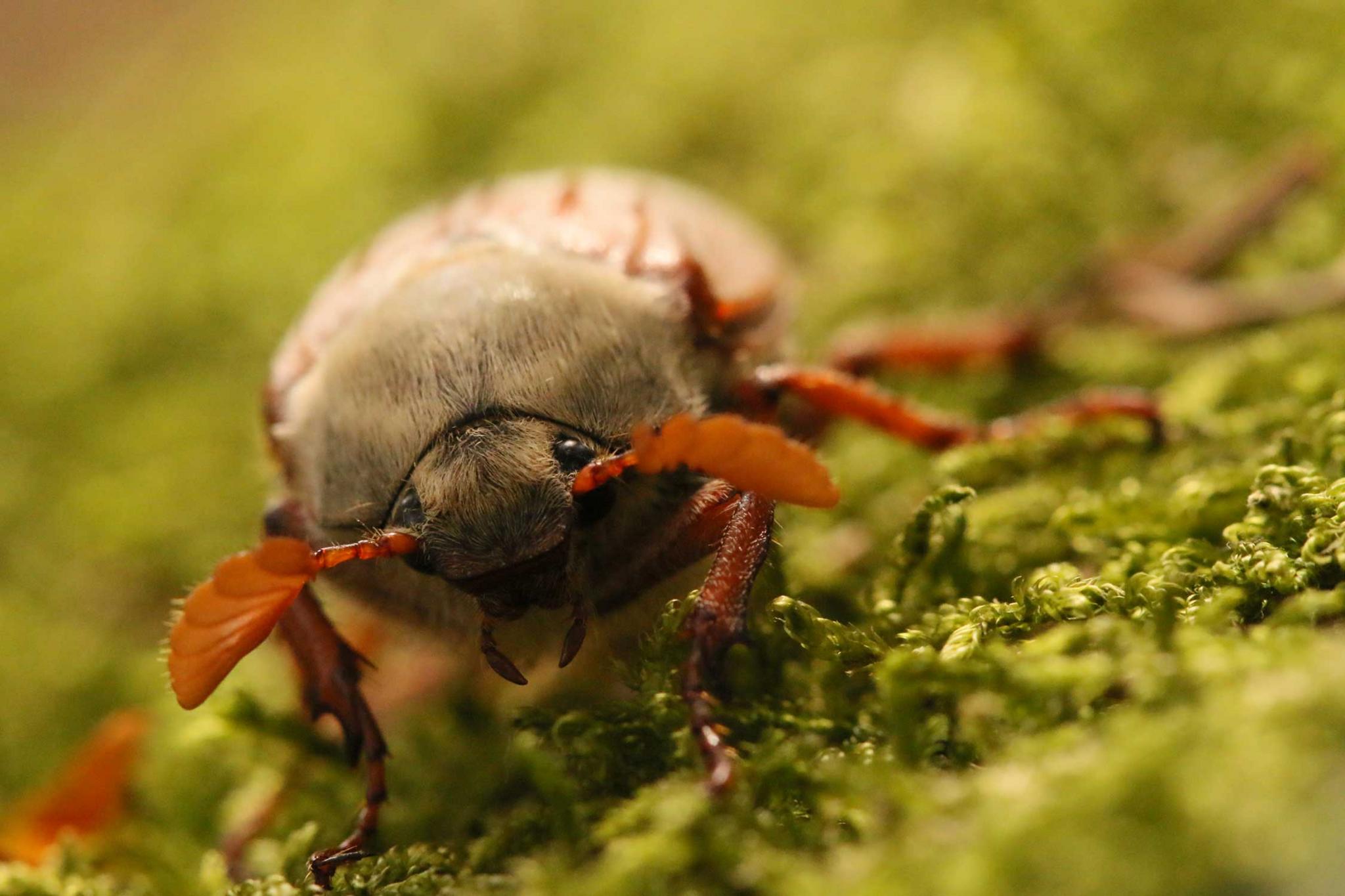 A close up of a beetle