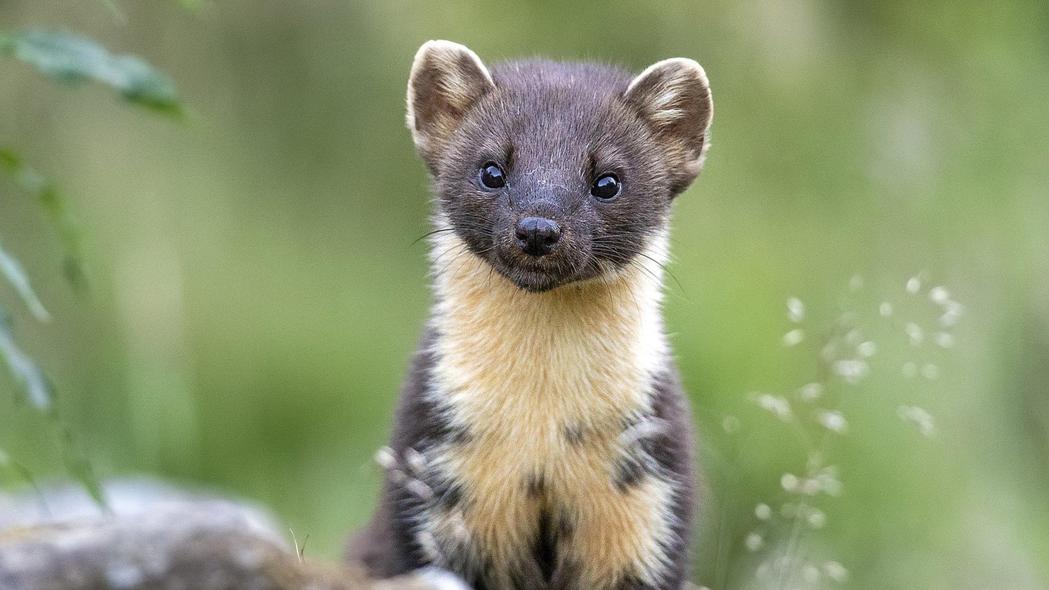 Pine marten