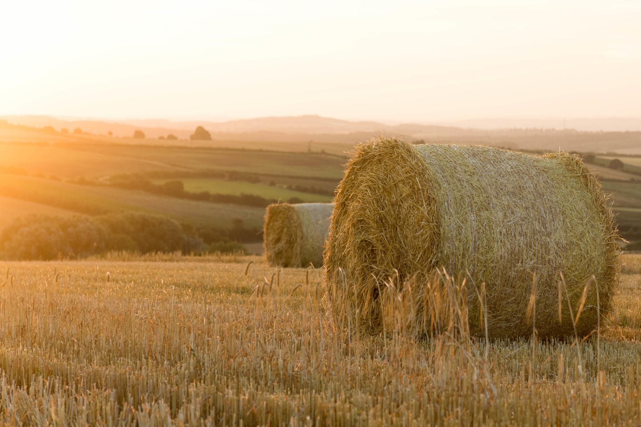 Hay field at dawn