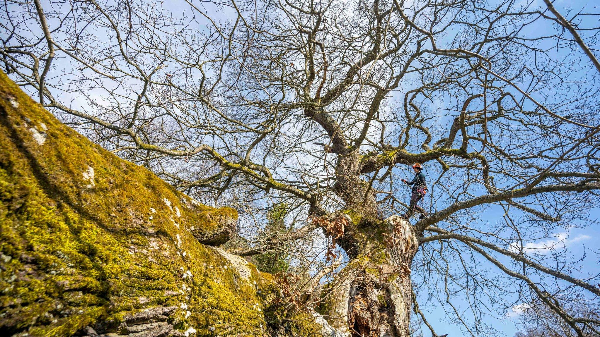 Arborist Kirsty Smith undertakes preservation work on the Capon Tree