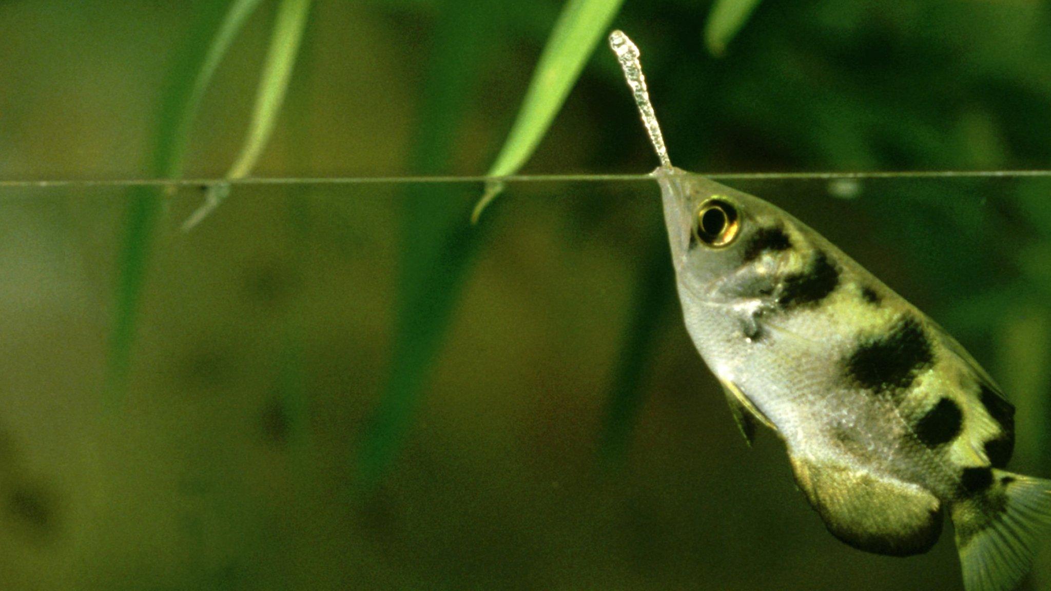 Archerfish