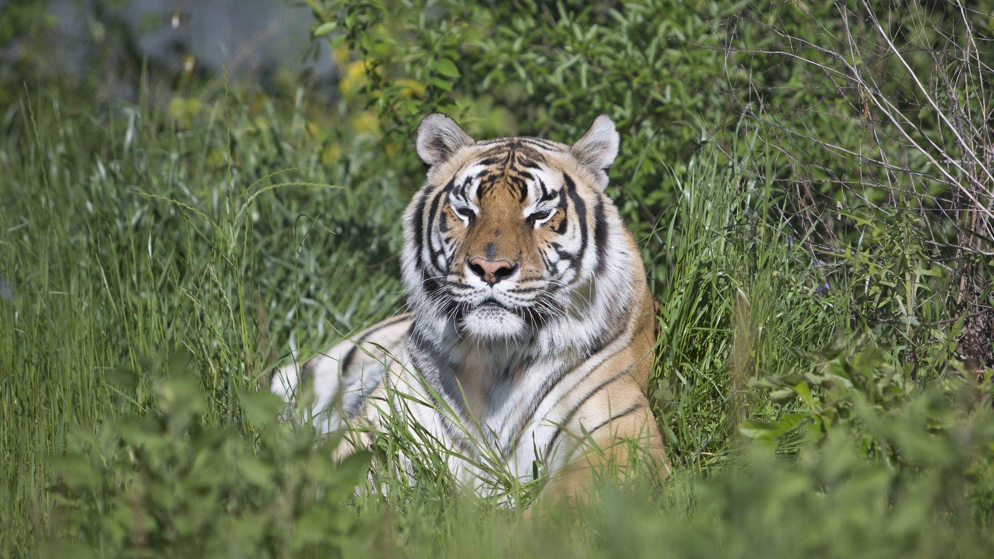 Alex, a rescued pet now living at Cleveland Amory Black Beauty Ranch.