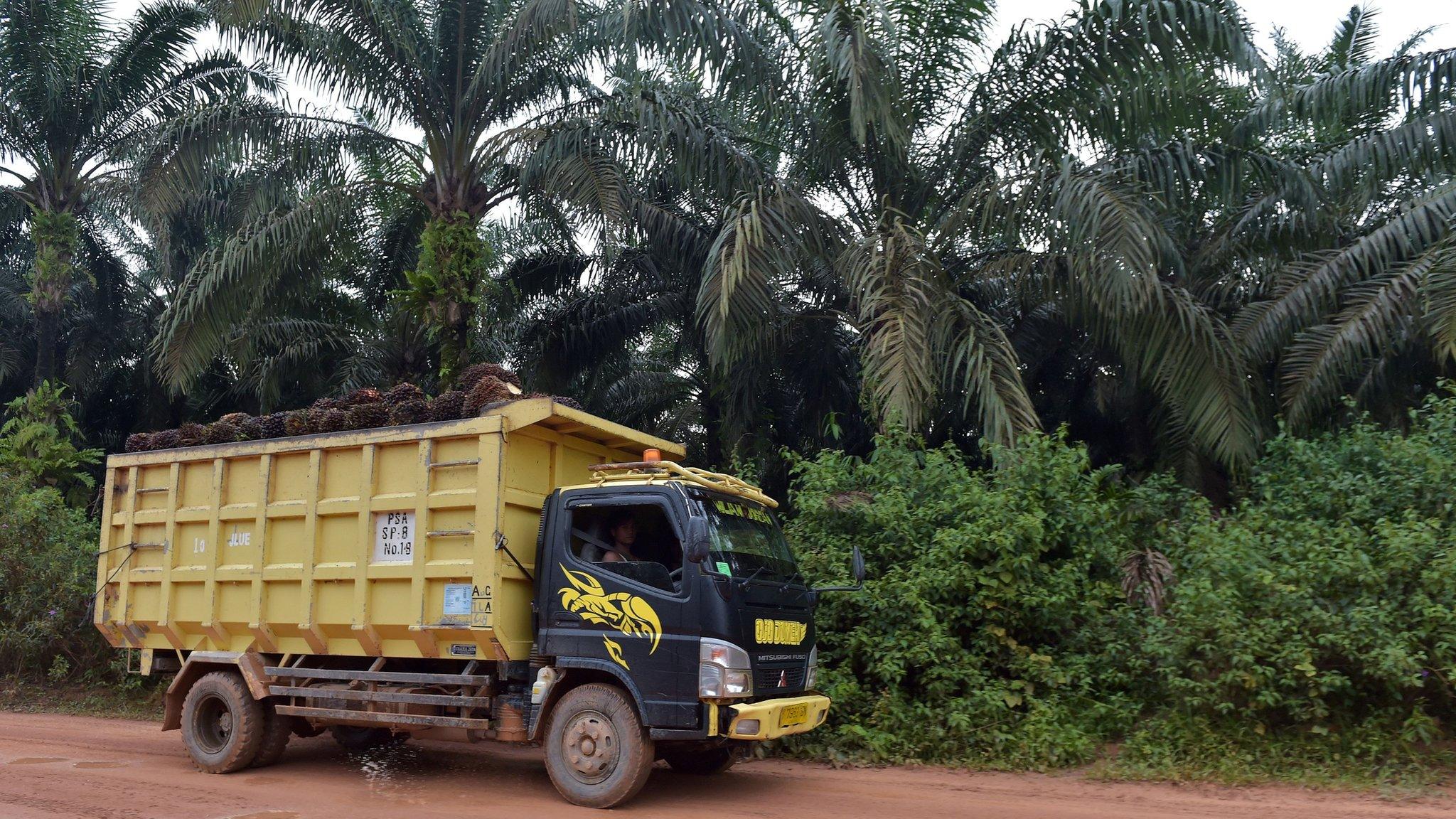 Palm trees in Indonesia