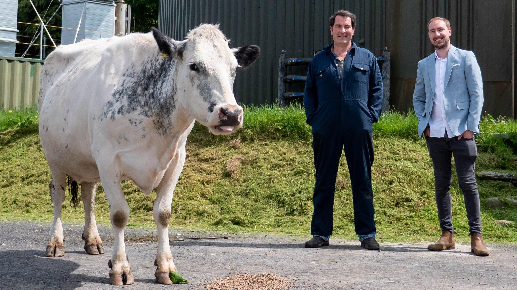 Cow farmer and businessman