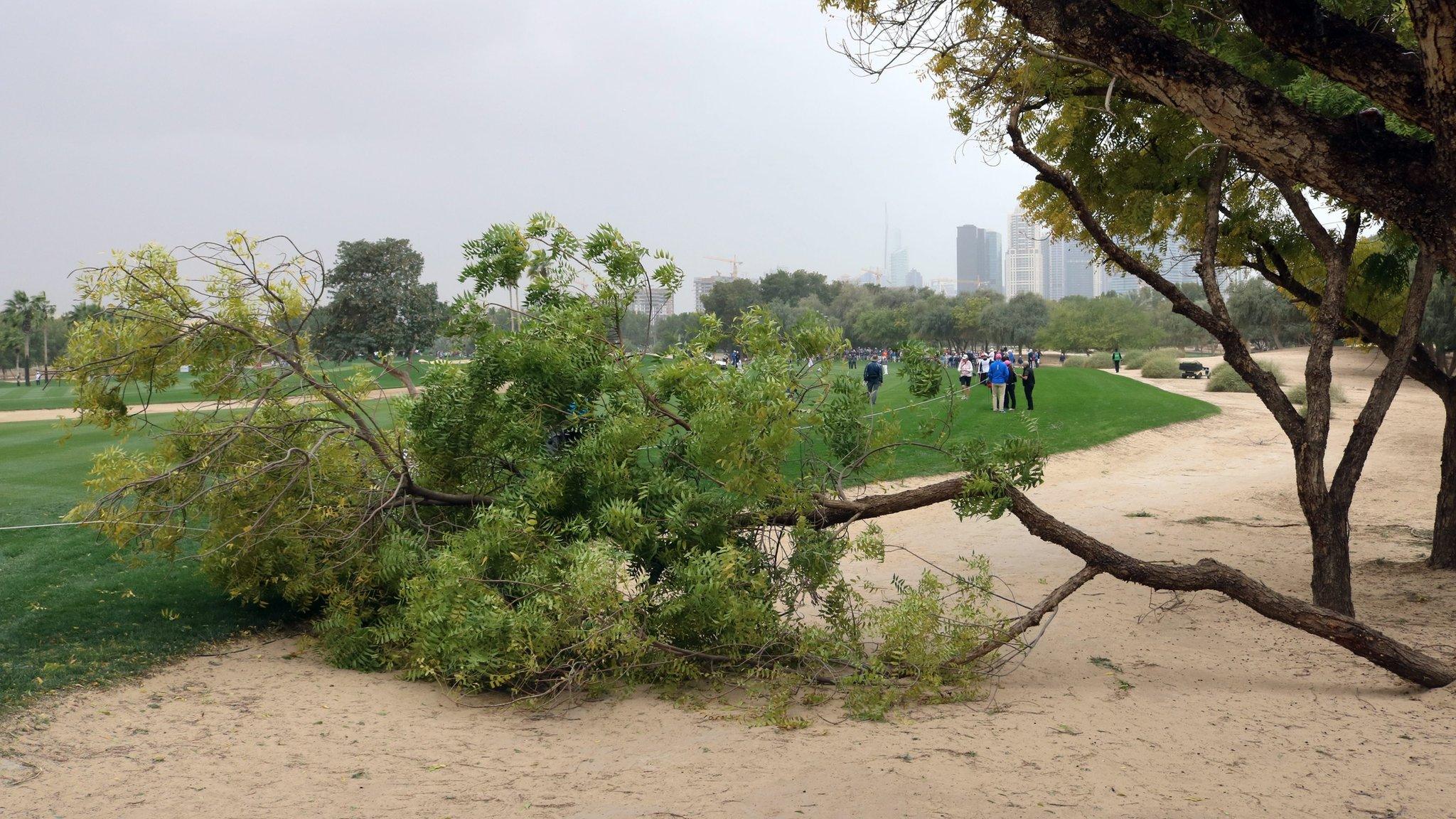 A fallen tree at the Dubai Desert Classic