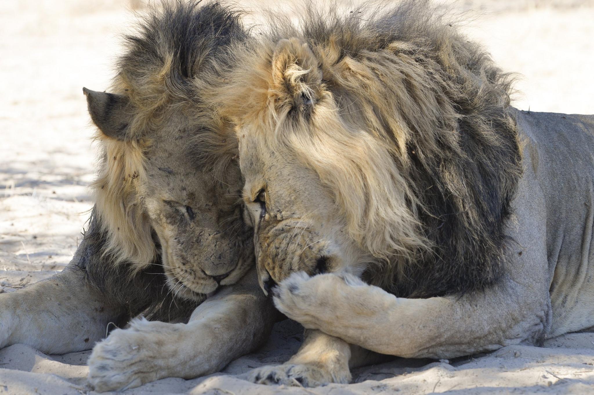 Two-male-Lions.