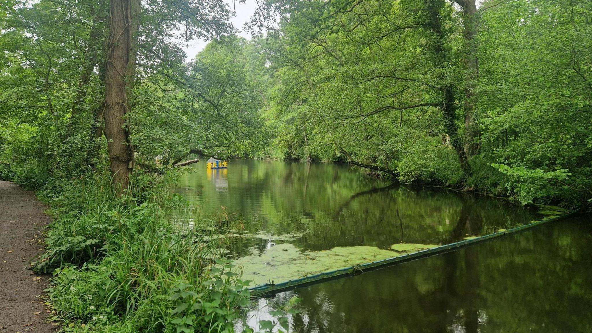 A large stream in a country park, with a patch of milldew, on one part of the relatively clear water to one side. large trees are on either side of the banks. There's a yellow colour contraption wich aids the churn of the water in the stream.