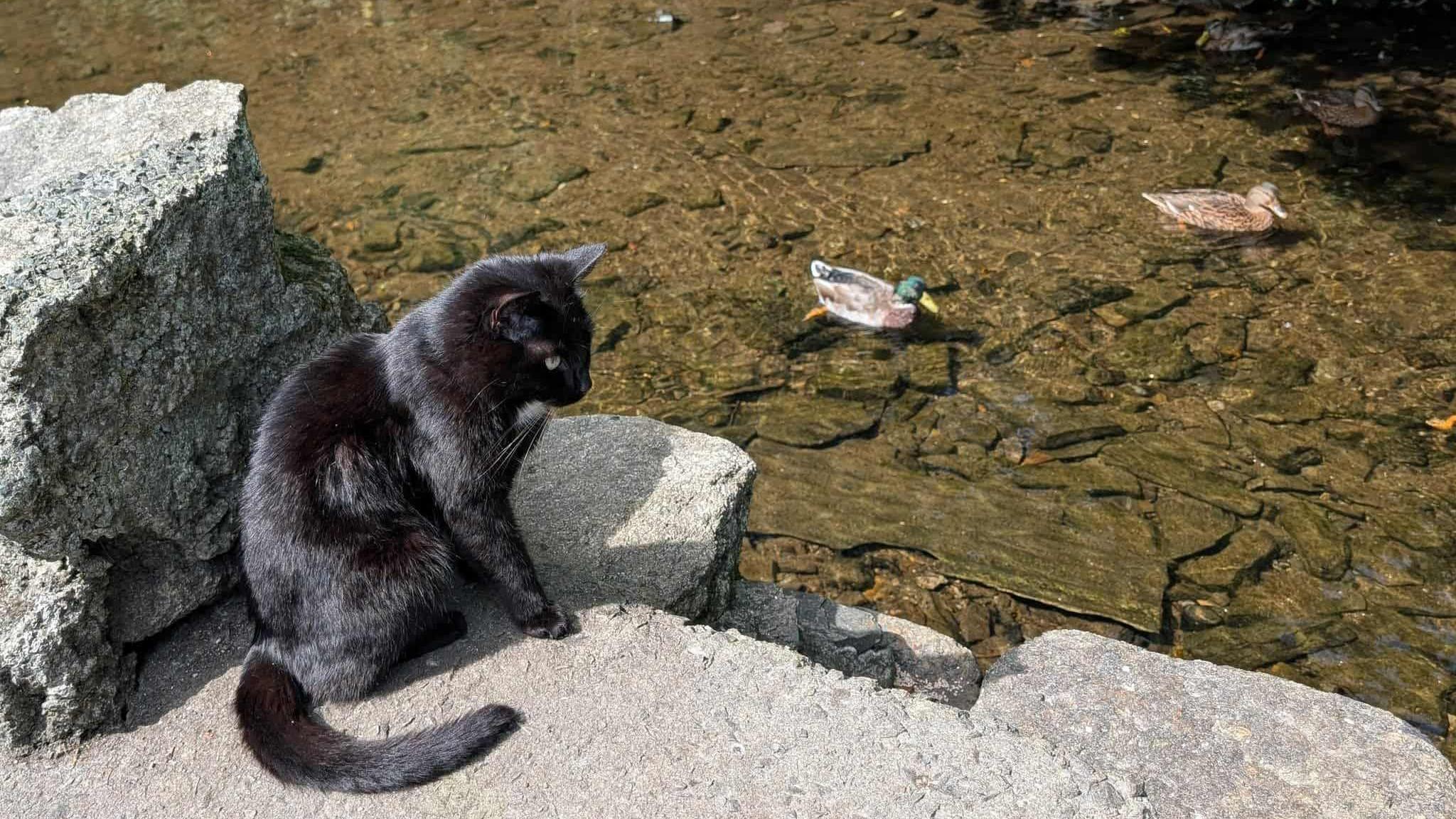 Polo sat on the side of a river watching the ducks. The cat is black and the ducks are brown with a green head. 
