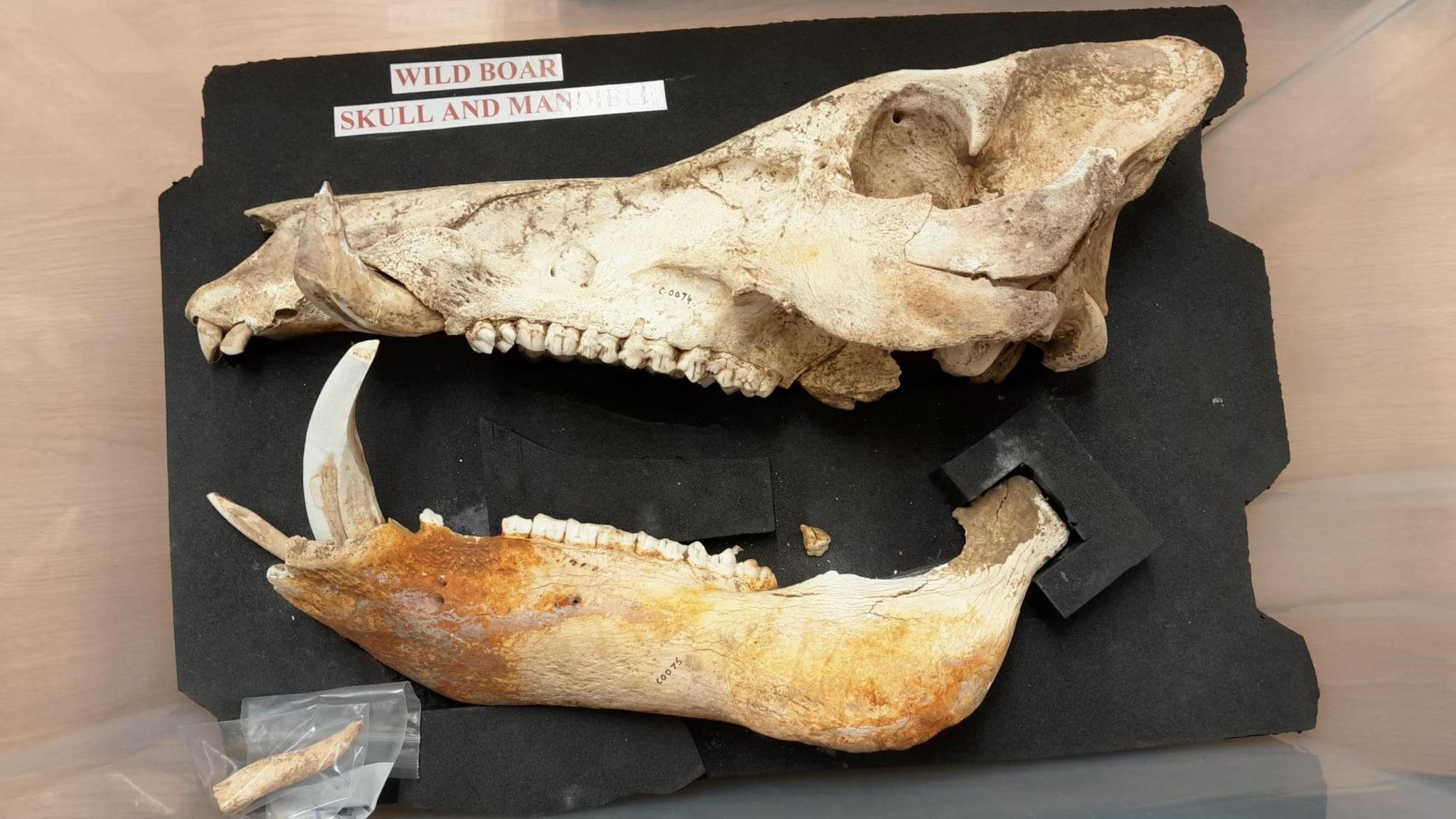 Remains of a wild boar skull excavated from one of the cave sites.