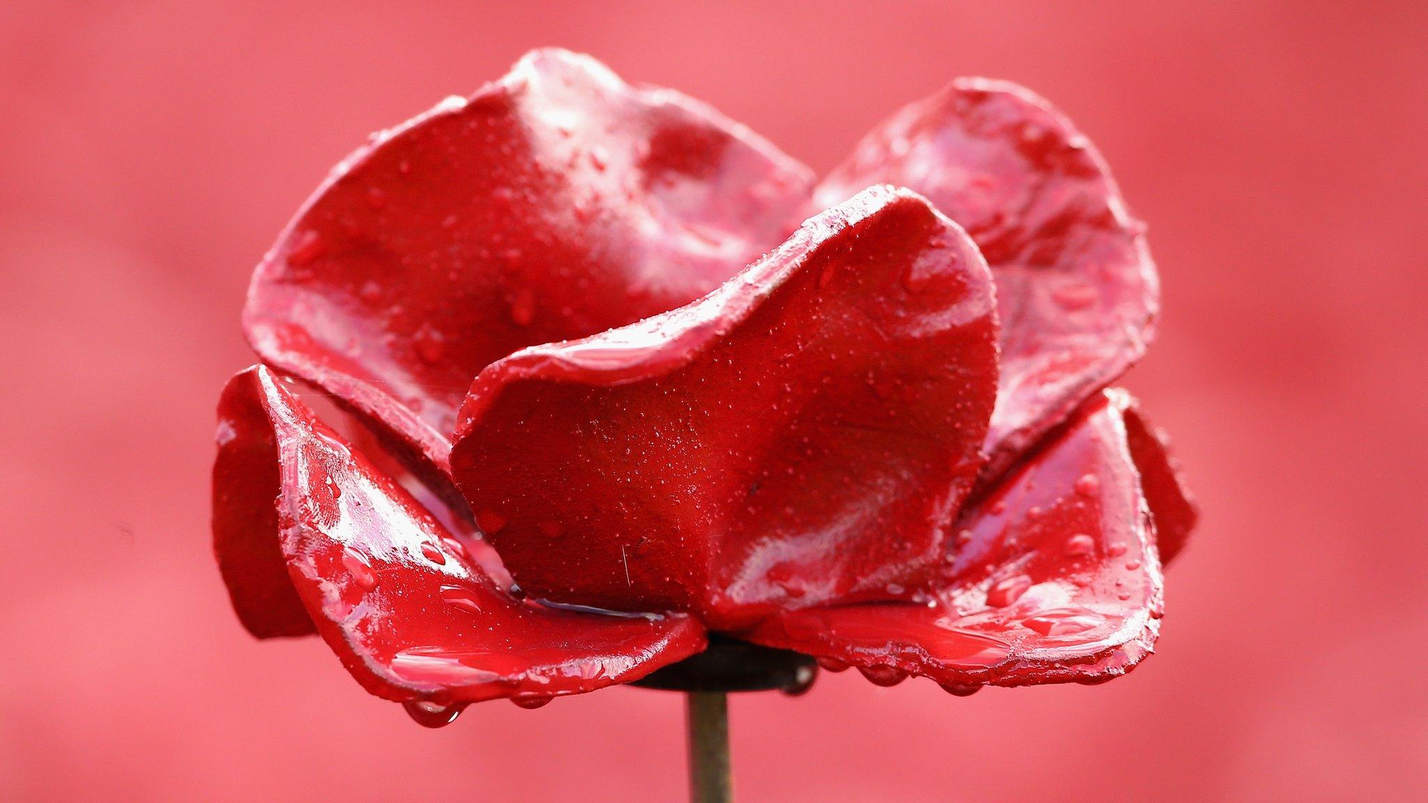 Single poppy from Tower of London display