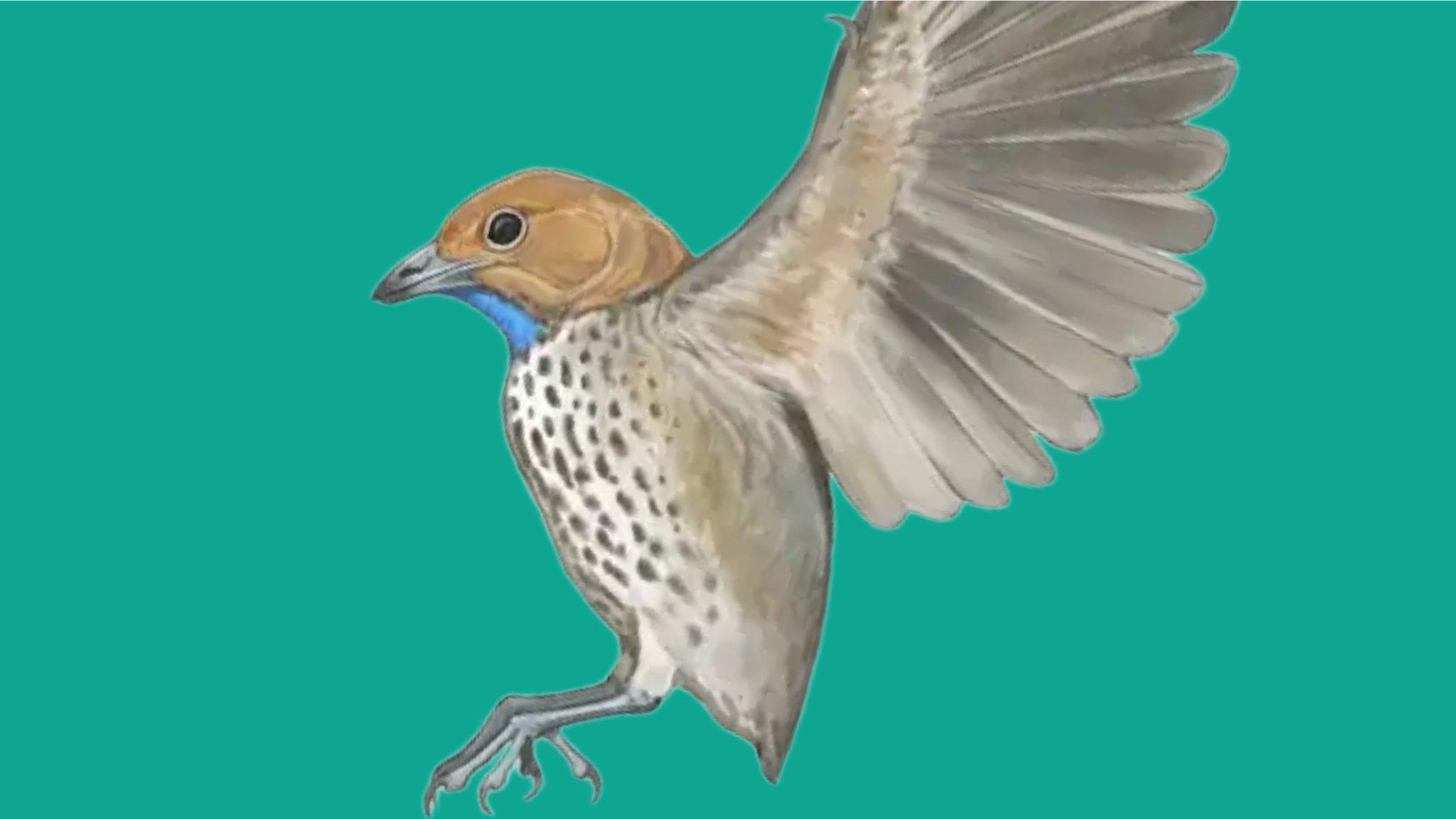 Artist impression of Imparavis attenboroughi, which means "Attenborough's strange bird".