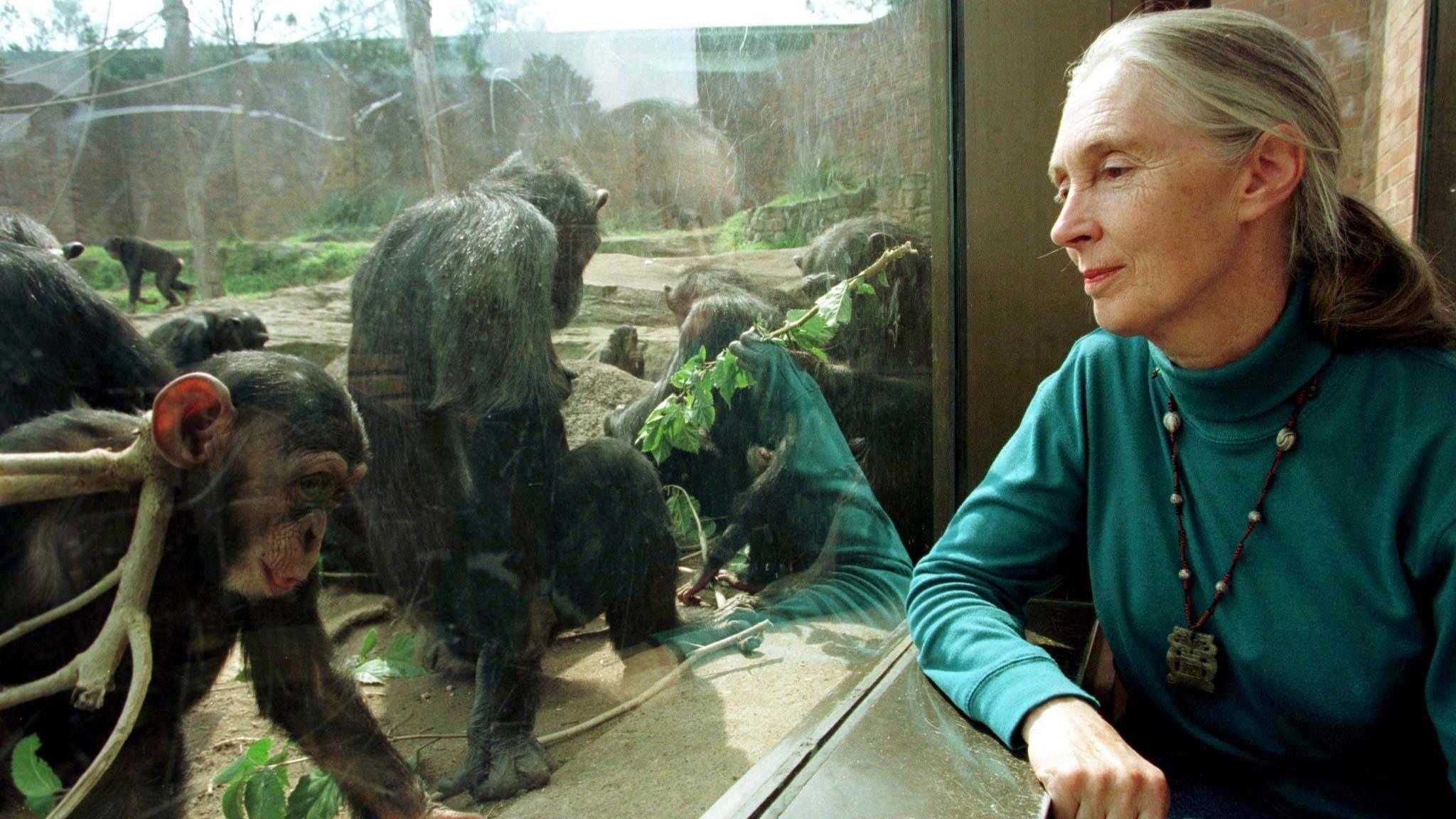 Jane Goodall ulur pranë një dritareje, me një grup shimpanzesh në anën tjetër.