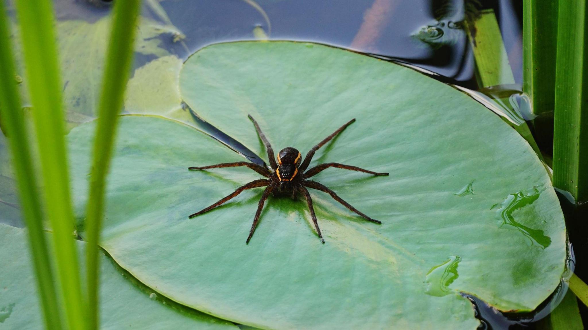 UK's biggest rat-sized fen raft spiders make a comeback - BBC Newsround