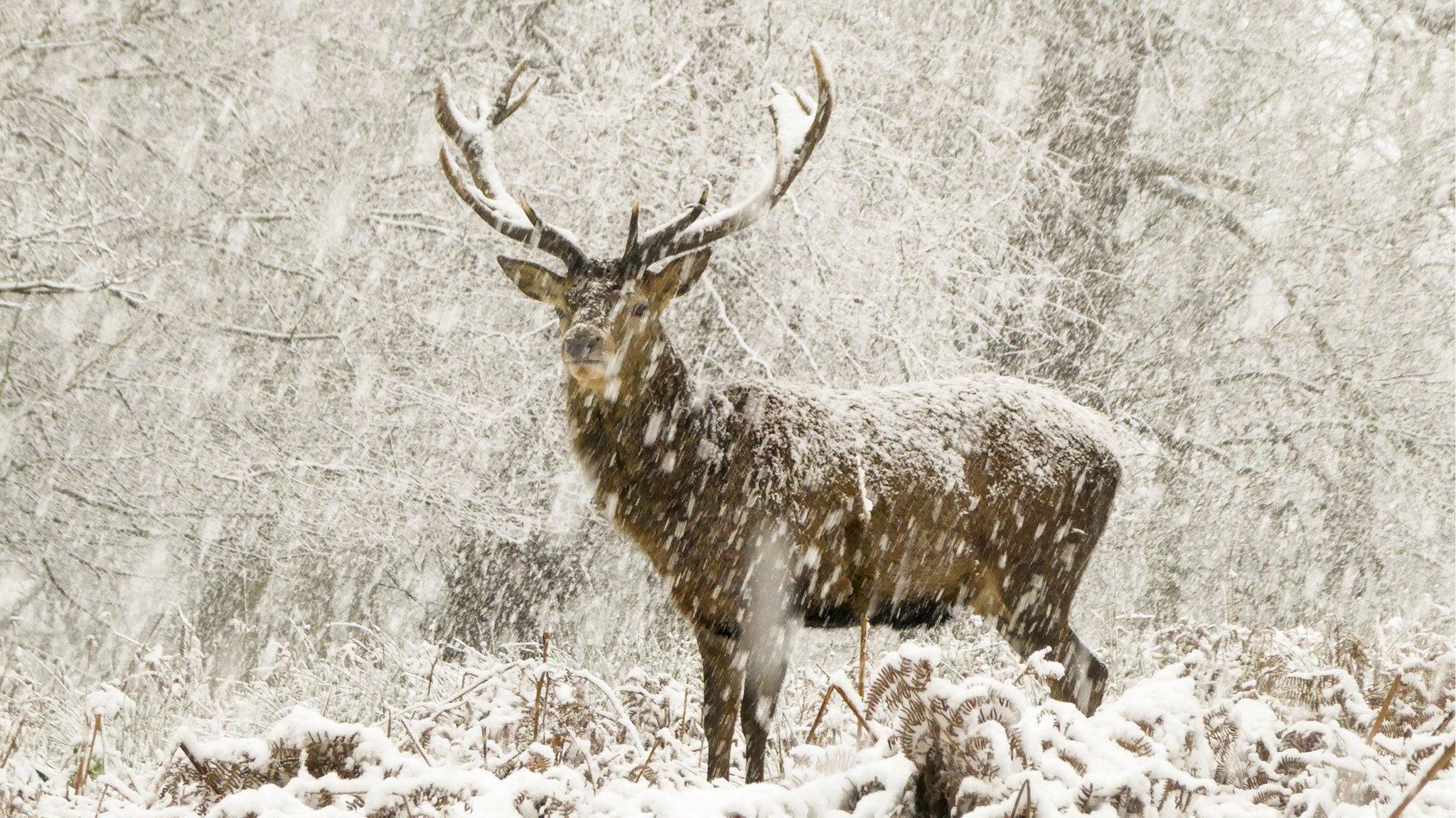 a deer standing in the snow