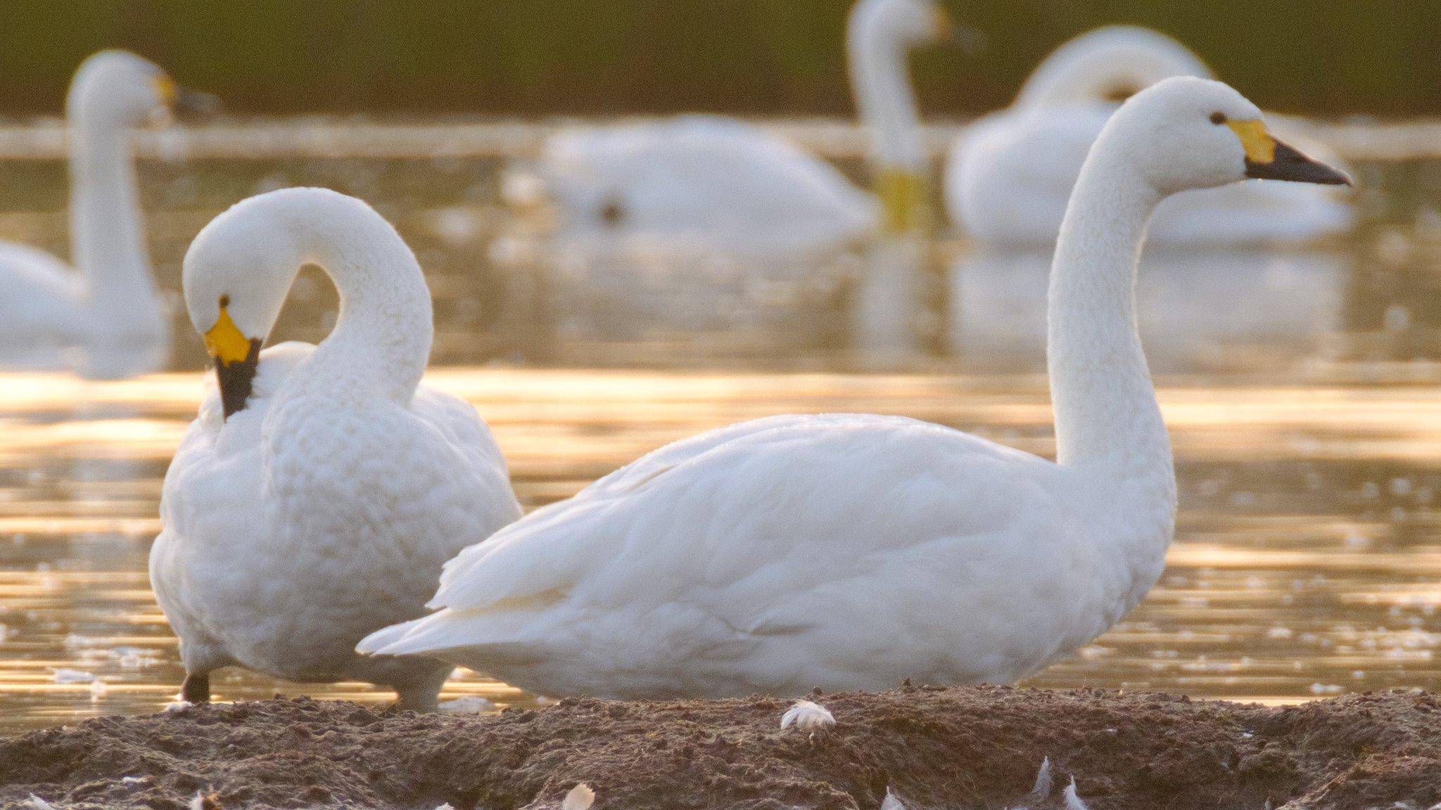 Bewick's swans