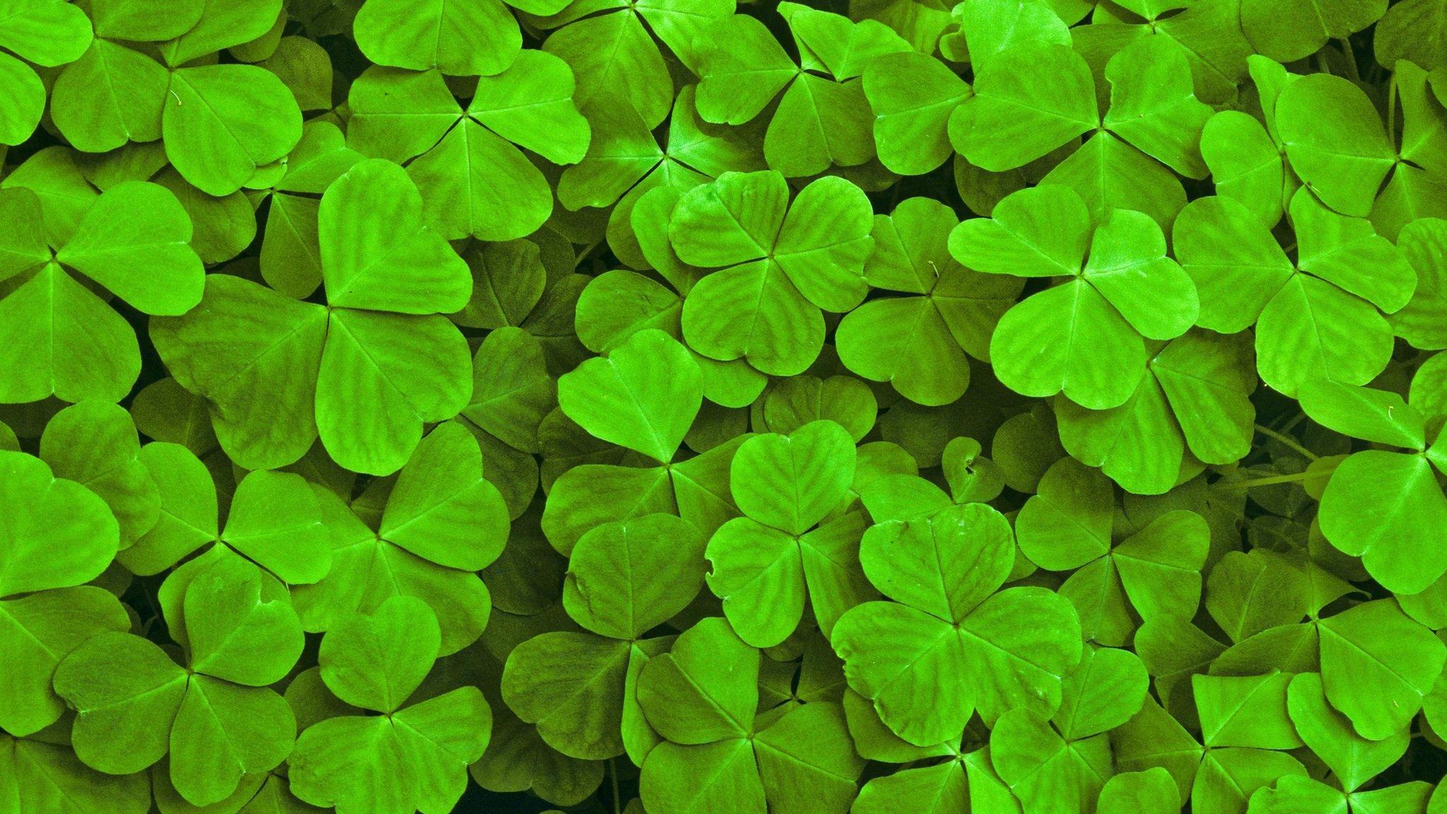 Shamrock