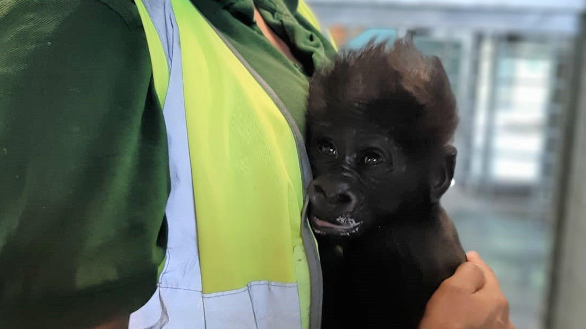 baby-gorilla-bristol-zoo