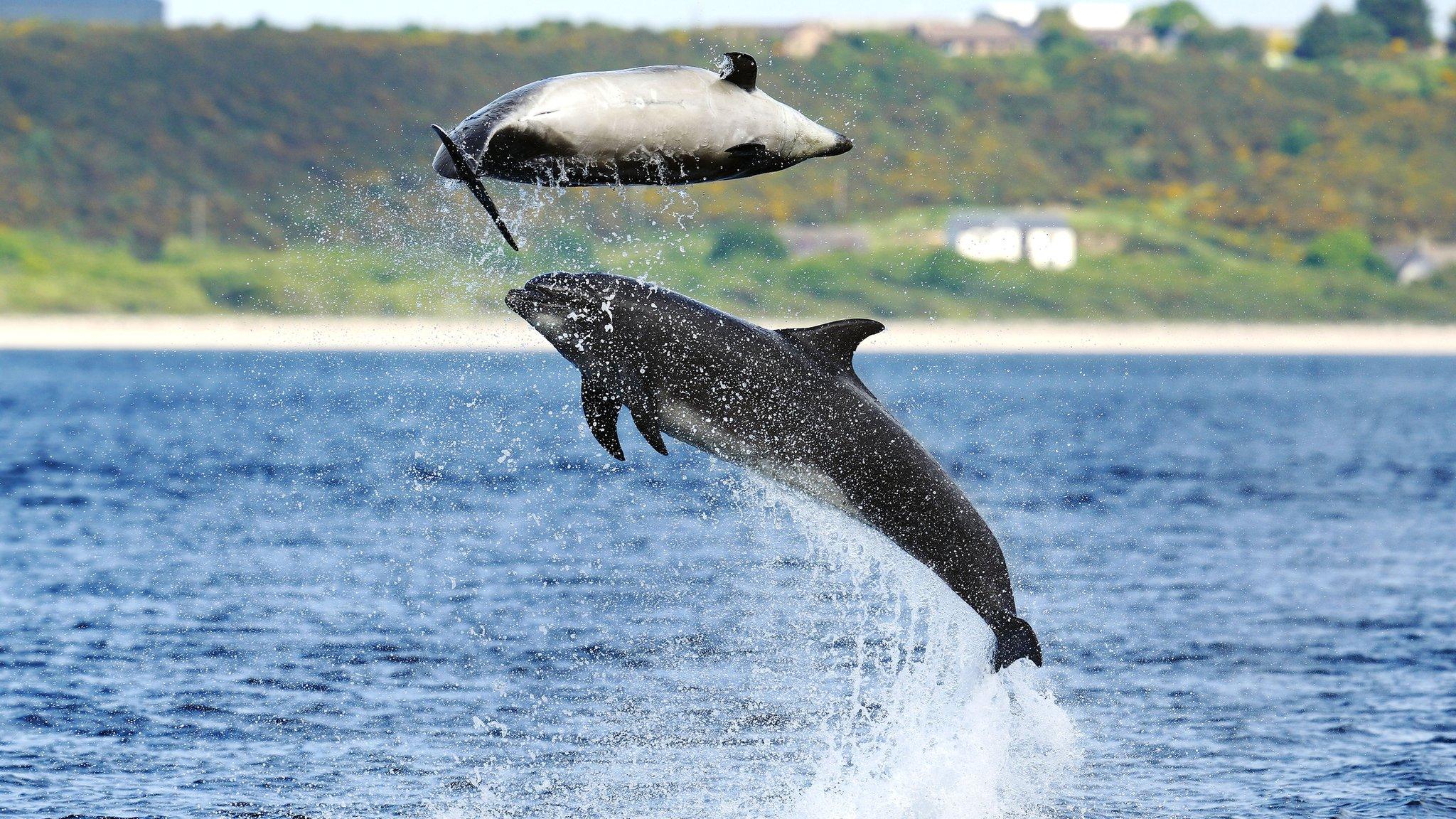 Bottlenose dolphins