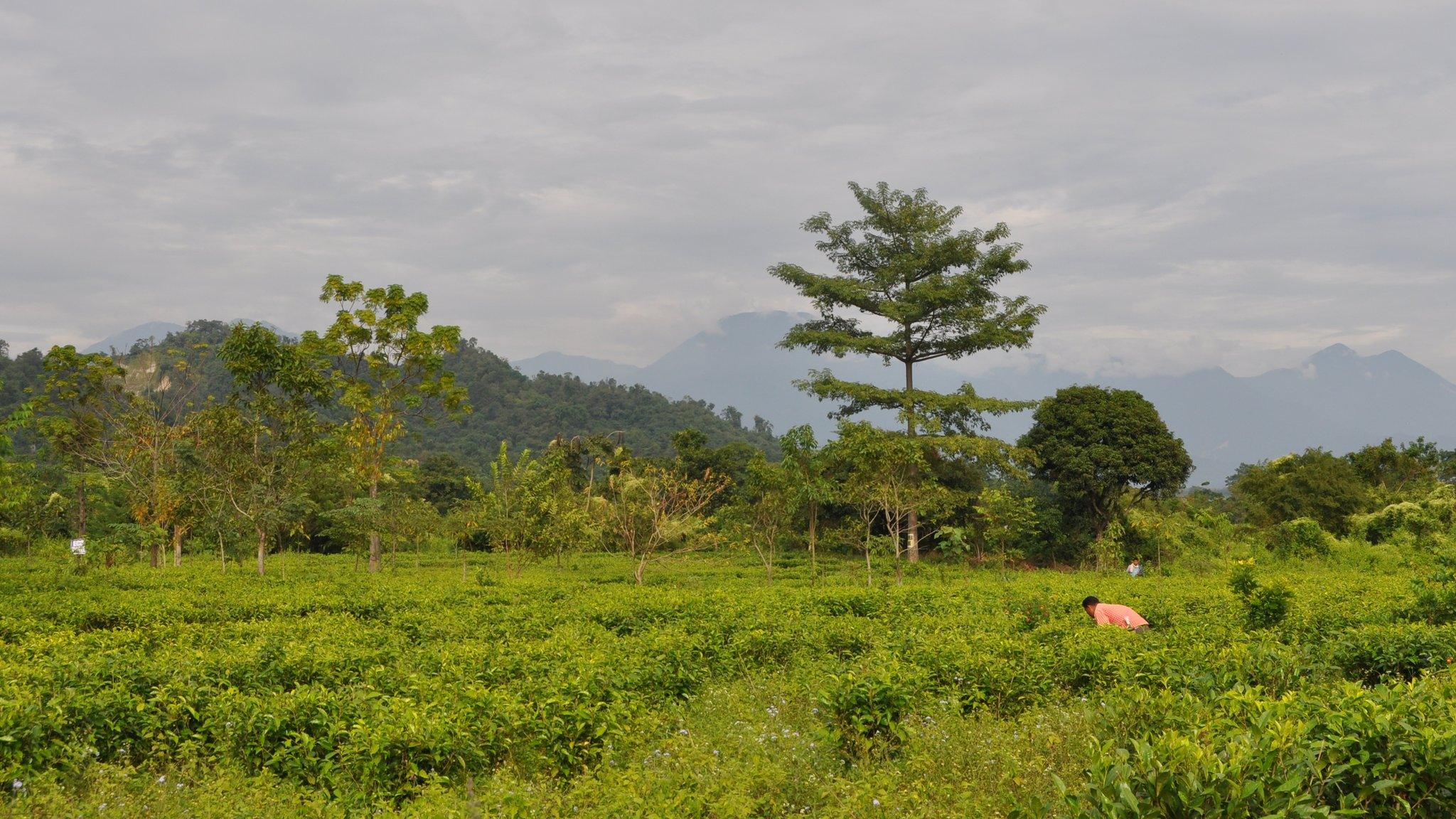 Tea gardens in Assam