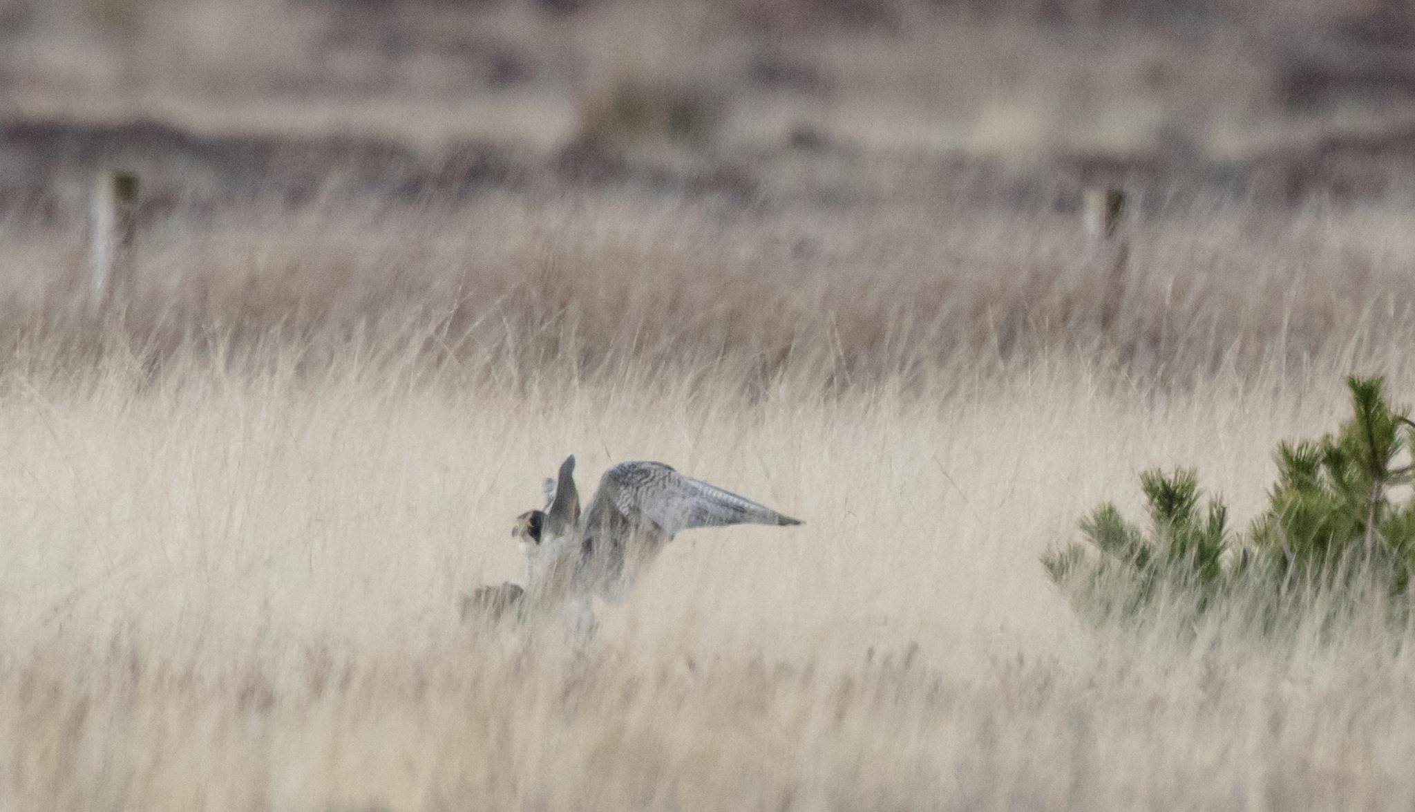 Peregrine falcon on ground with crow