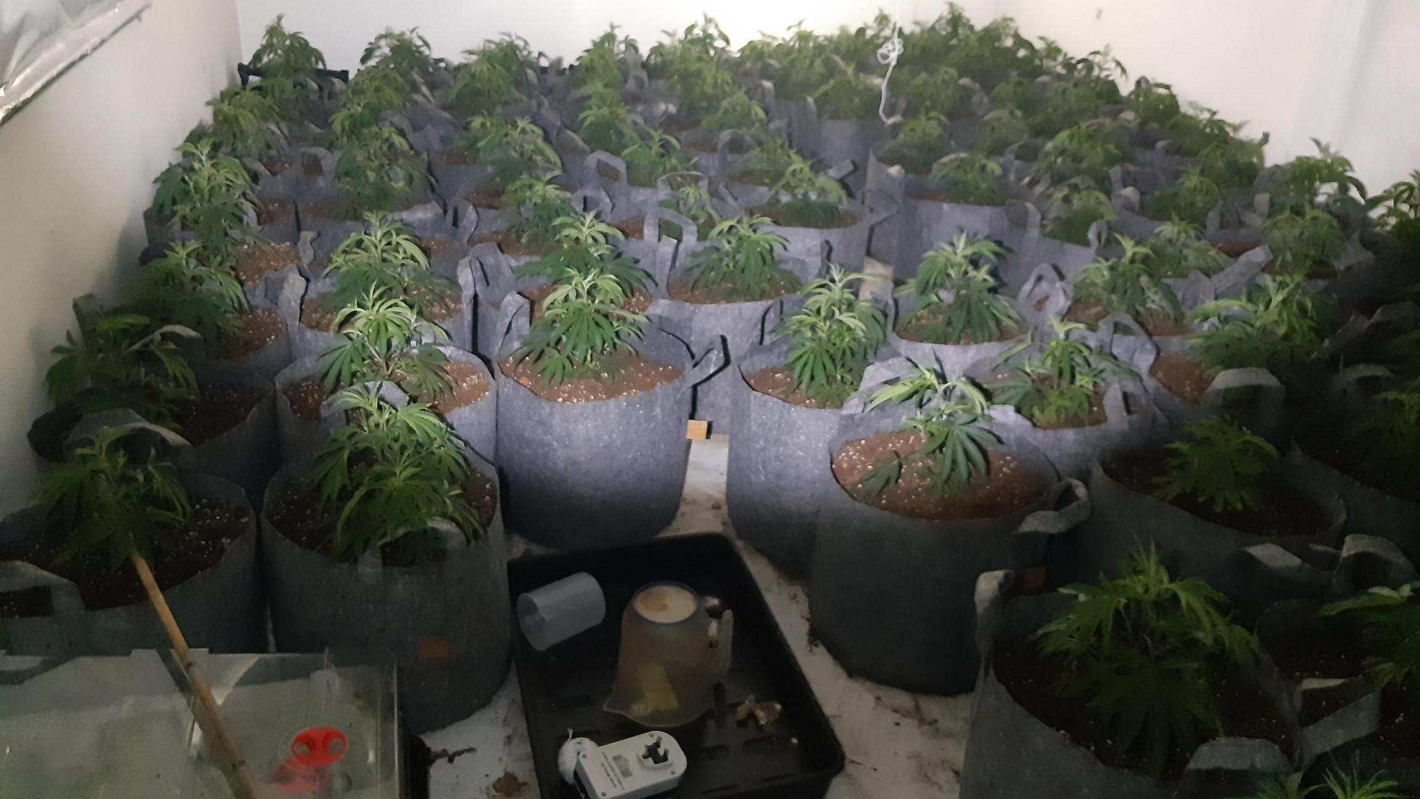 Cannabis plants growing under lights and in soil in grey containers with handles, with equipment in a black tray in the foreground