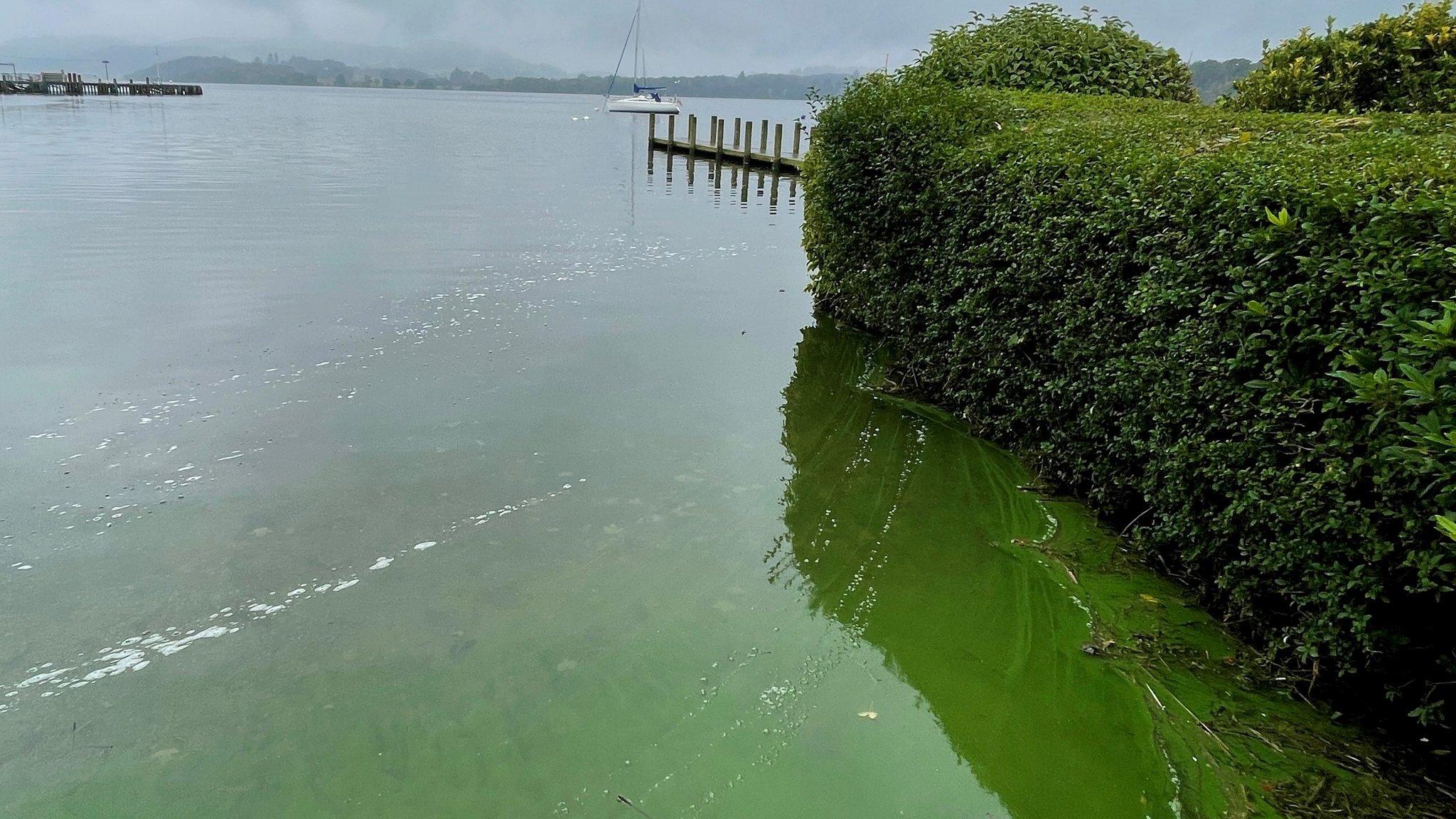 Polluted water in Windermere