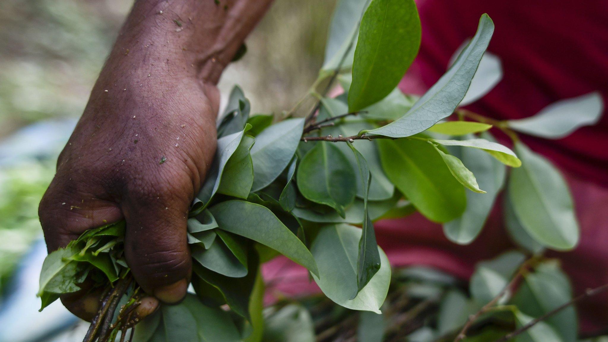 Coca leaves in Vallenato, department of Narino, in the south-west of Colombia on November 10, 2018