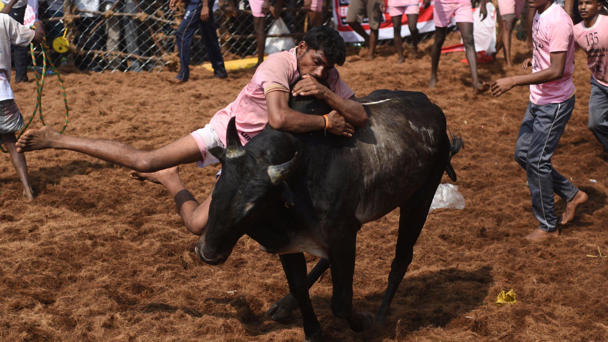 in this photograph taken on January 15, 2018, Indian participants try to control a bull during the annual 'Jallikattu' bulltaming festival in the village of Palamedu on the outskirts of Madurai.