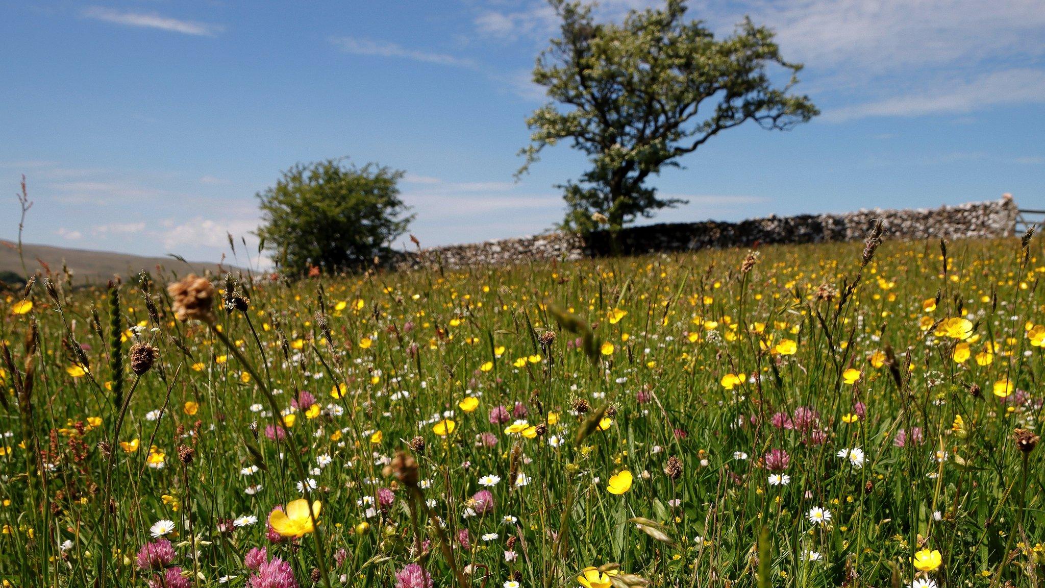 Bowber Head wildflower meadow