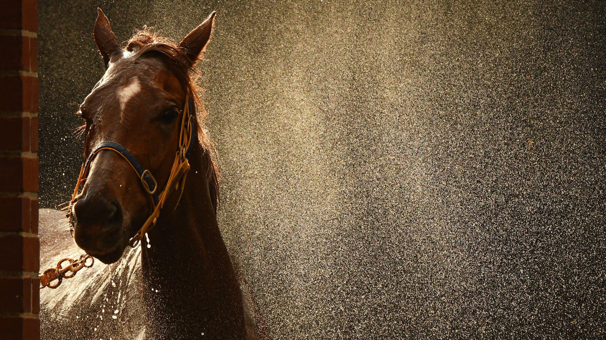 Melbourne, Australia, 27 June: Linguist from the Ellerton and Zahra stable cools down after racing at Moonee Valley Racecourse. (Photo by Vince Caligiuri/Getty Images)