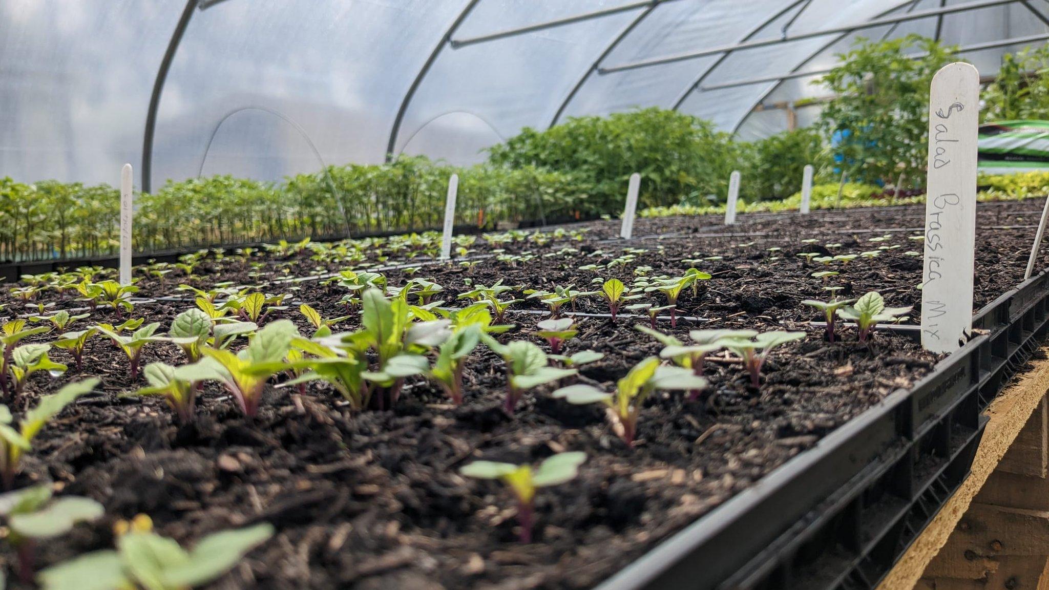 Plants in the greenhouse tunnel