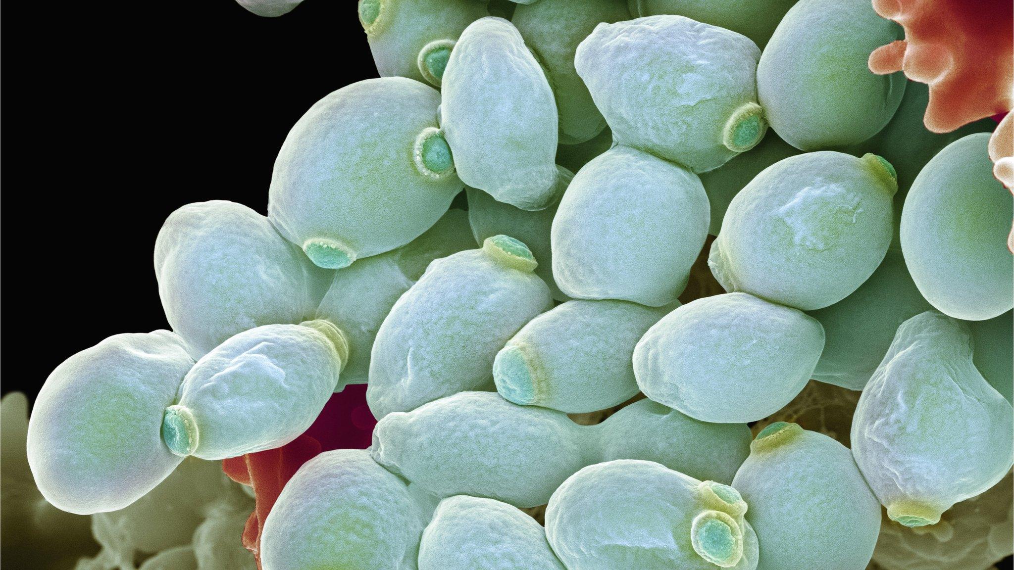 Candida infection