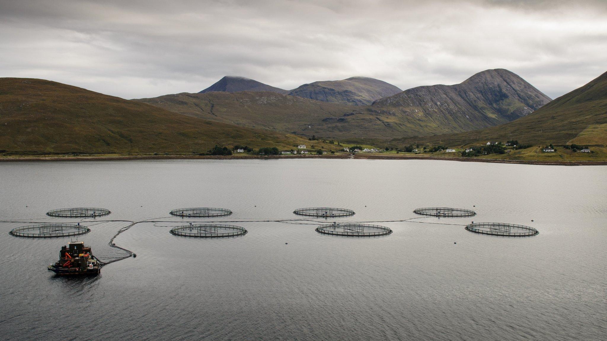 Salmon farm