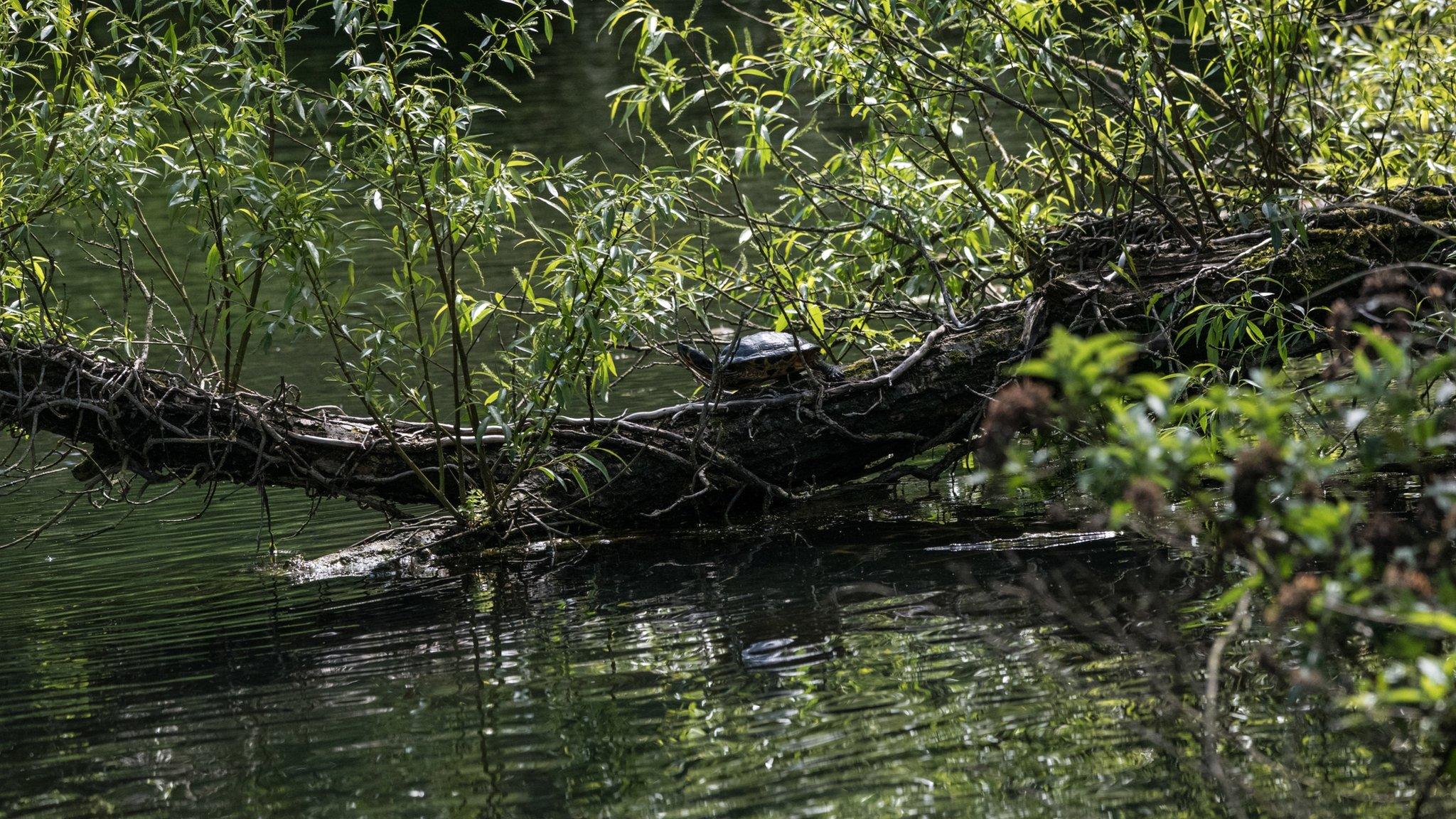 The terrapins may have been at Ninesprings for up to 15 years