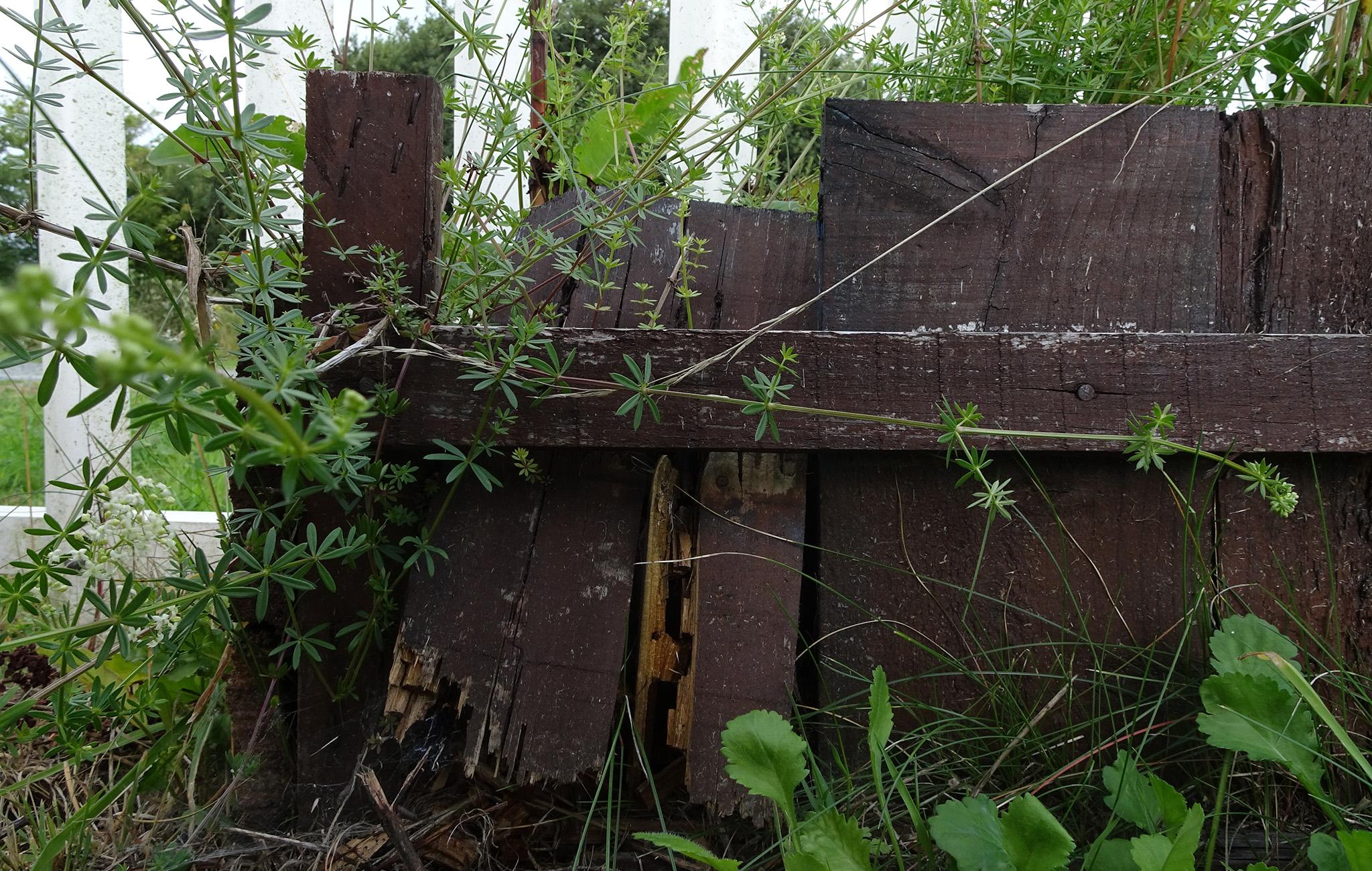 Overgrown planter at Green Road station