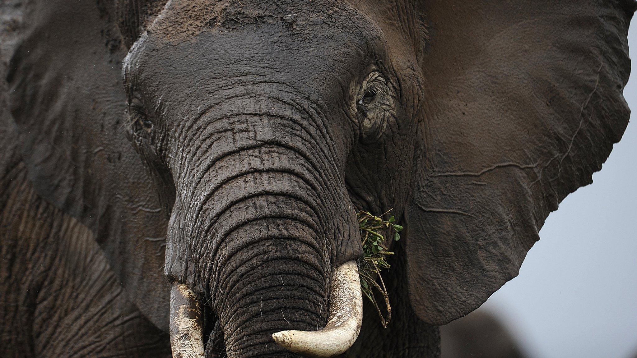 Close up of an elephant