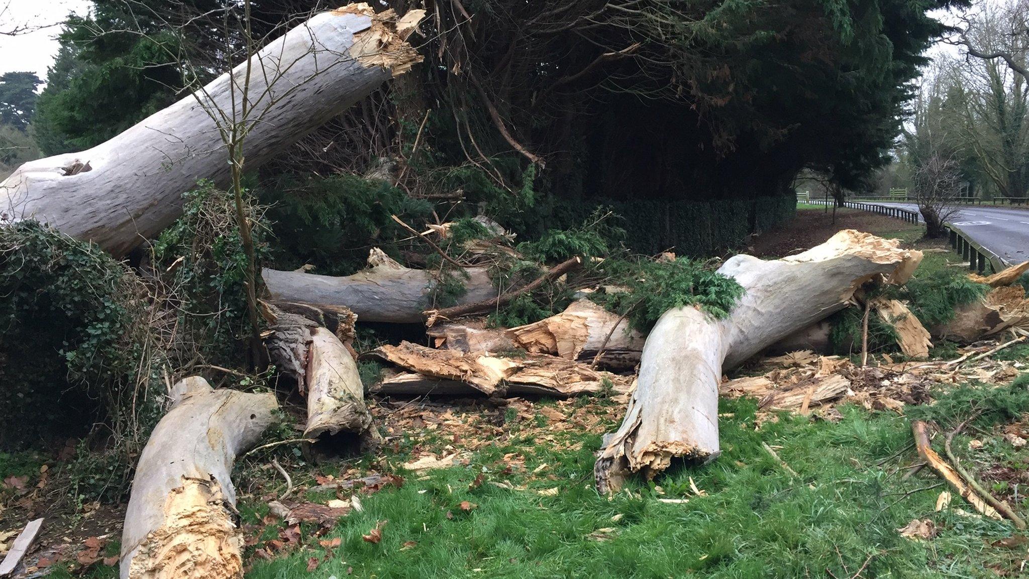 The tree involved in the fatal crash on the A308 in Egham