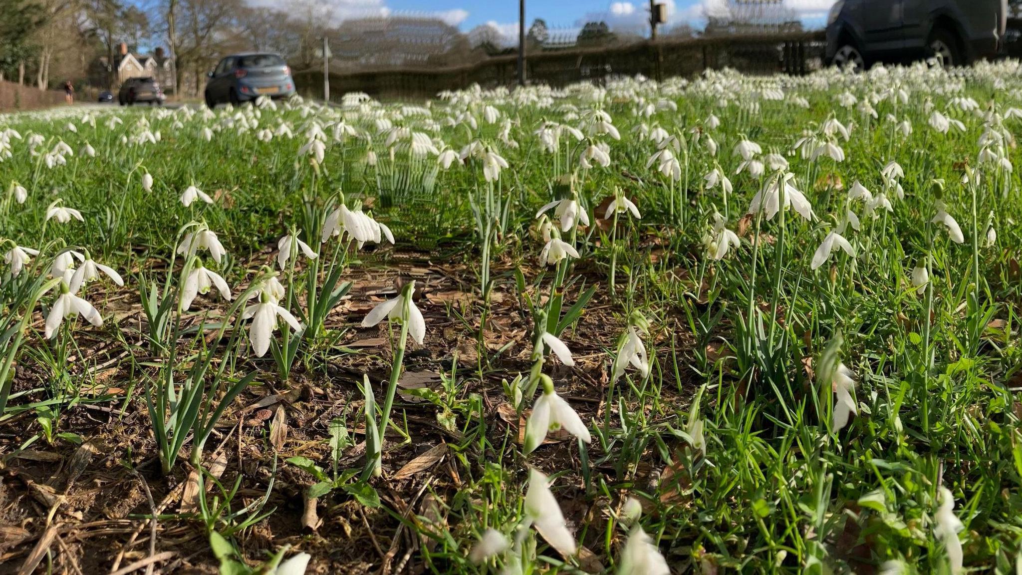   He became known as the Snowdrop King and the town is very proud of him and his 