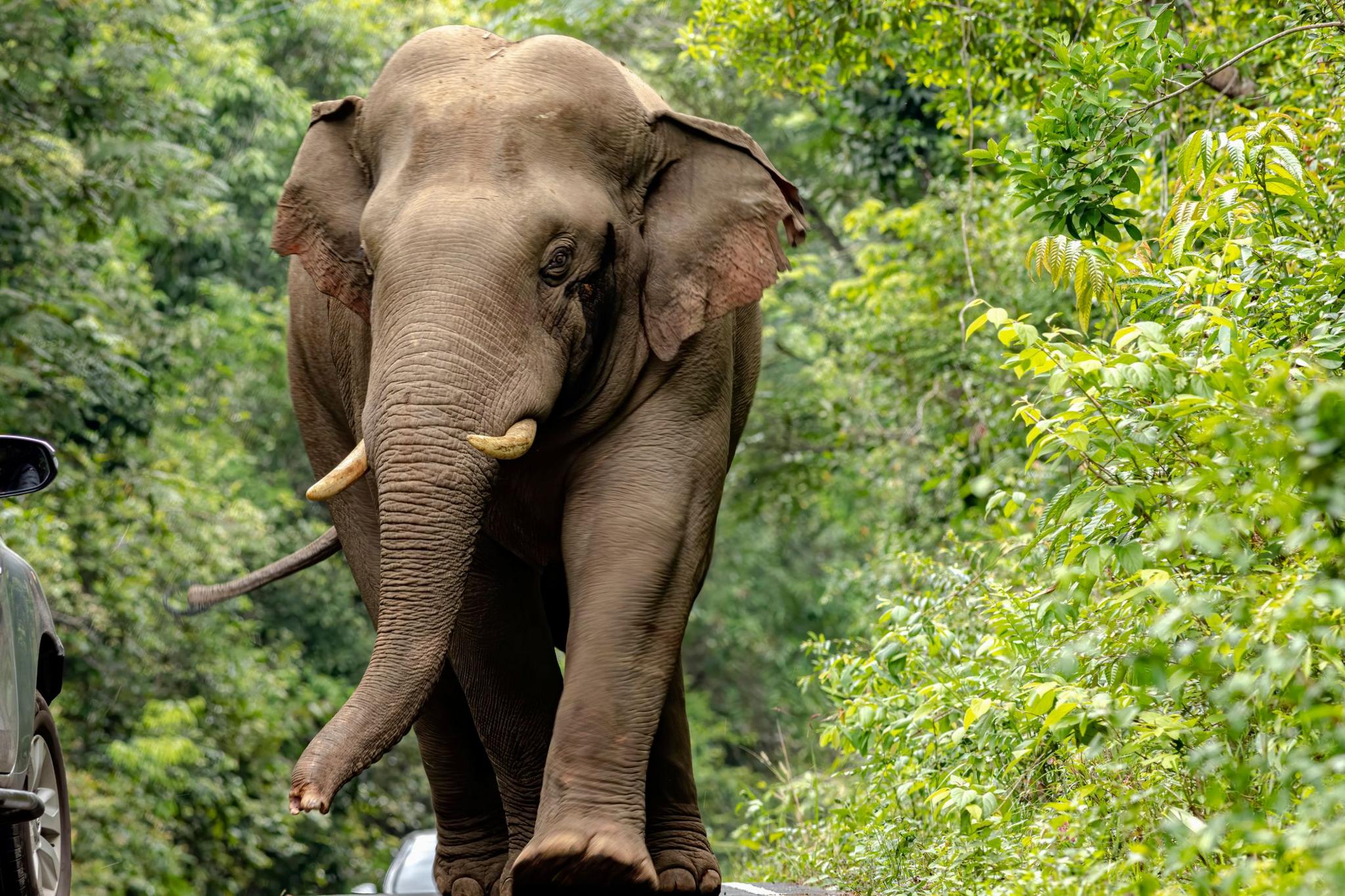 Asian elephant in Khao Yai National Park, Thailand
