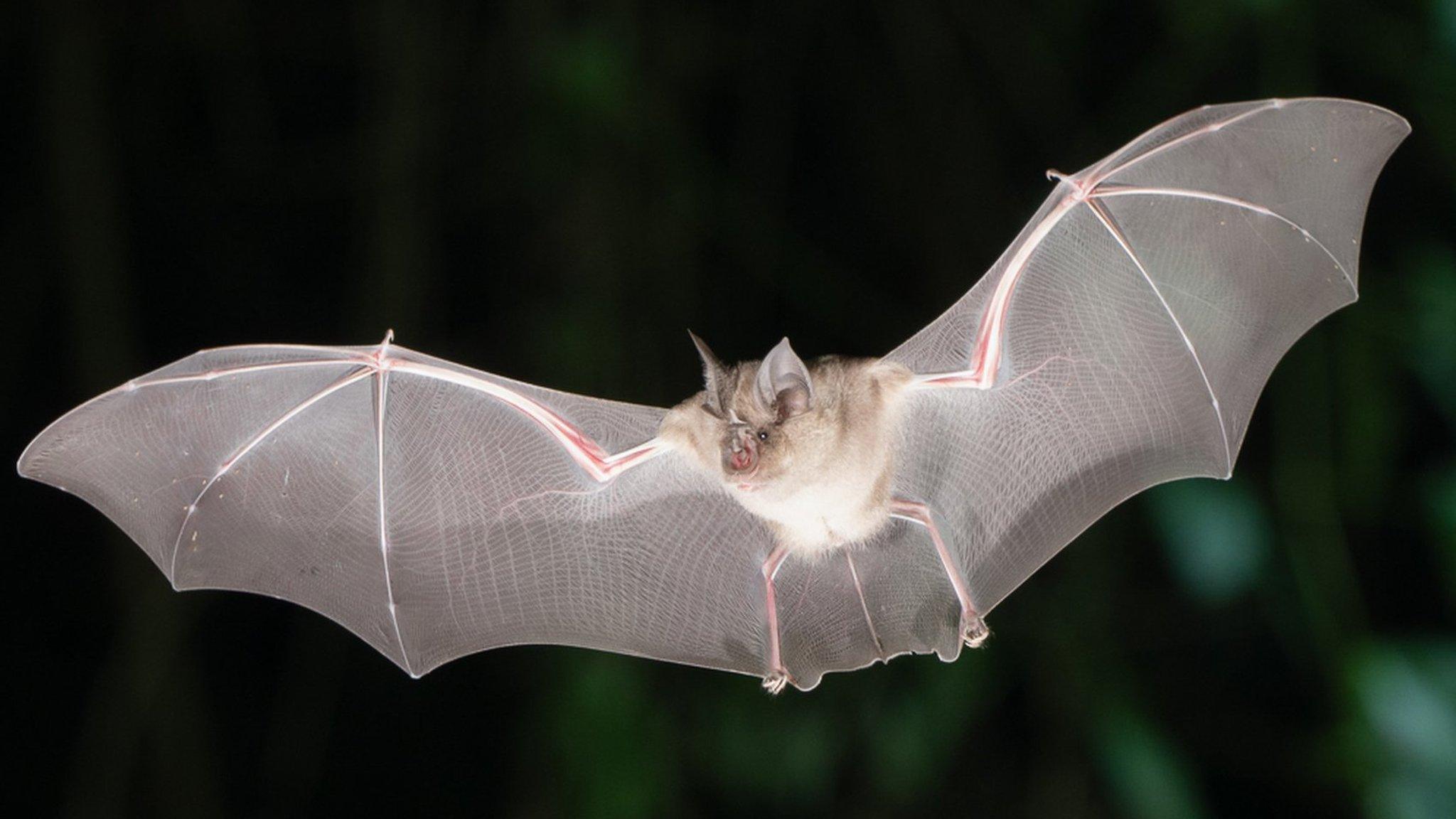 A Greater Horseshoe bat in flight at night