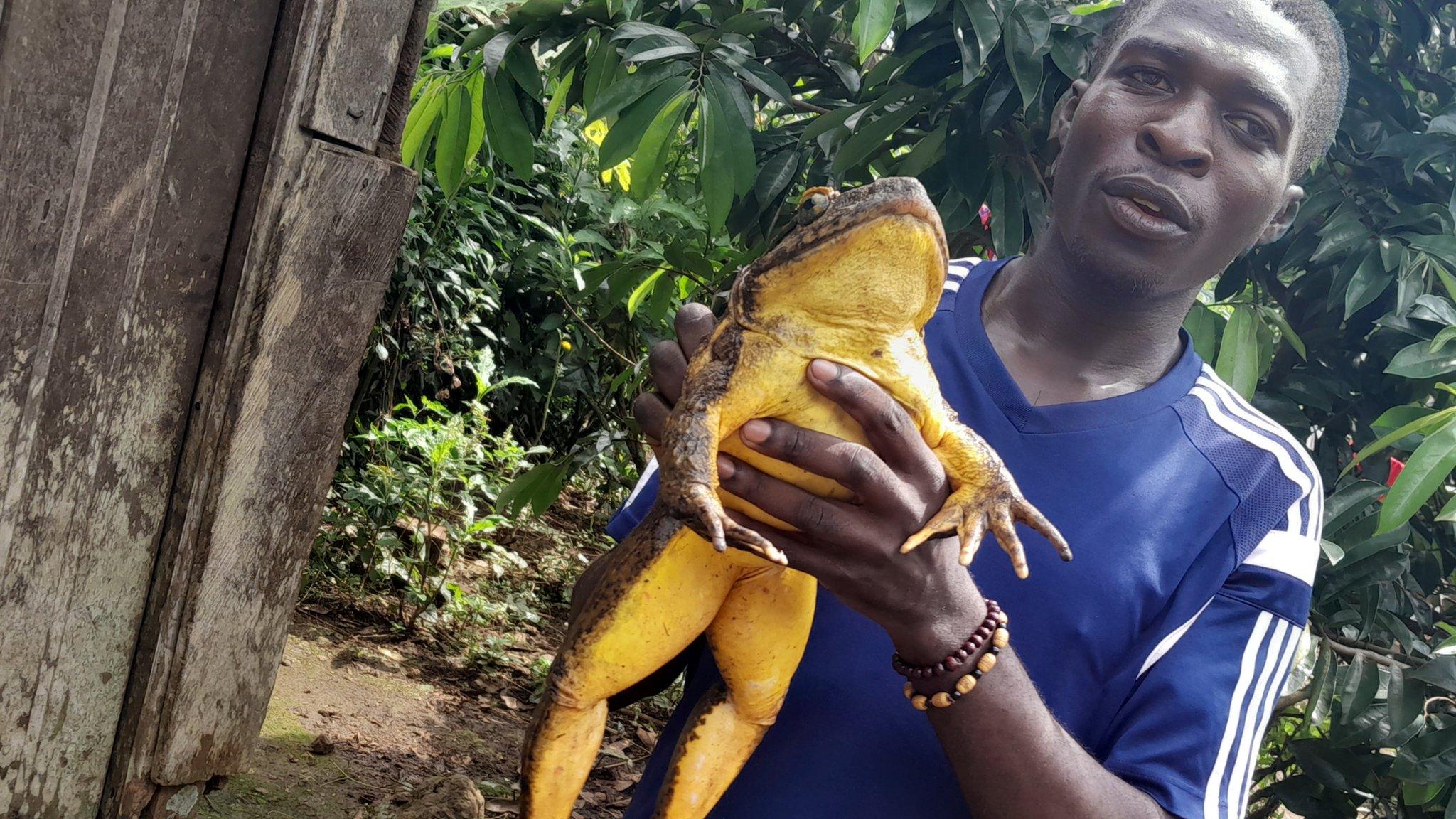 Goliath frog