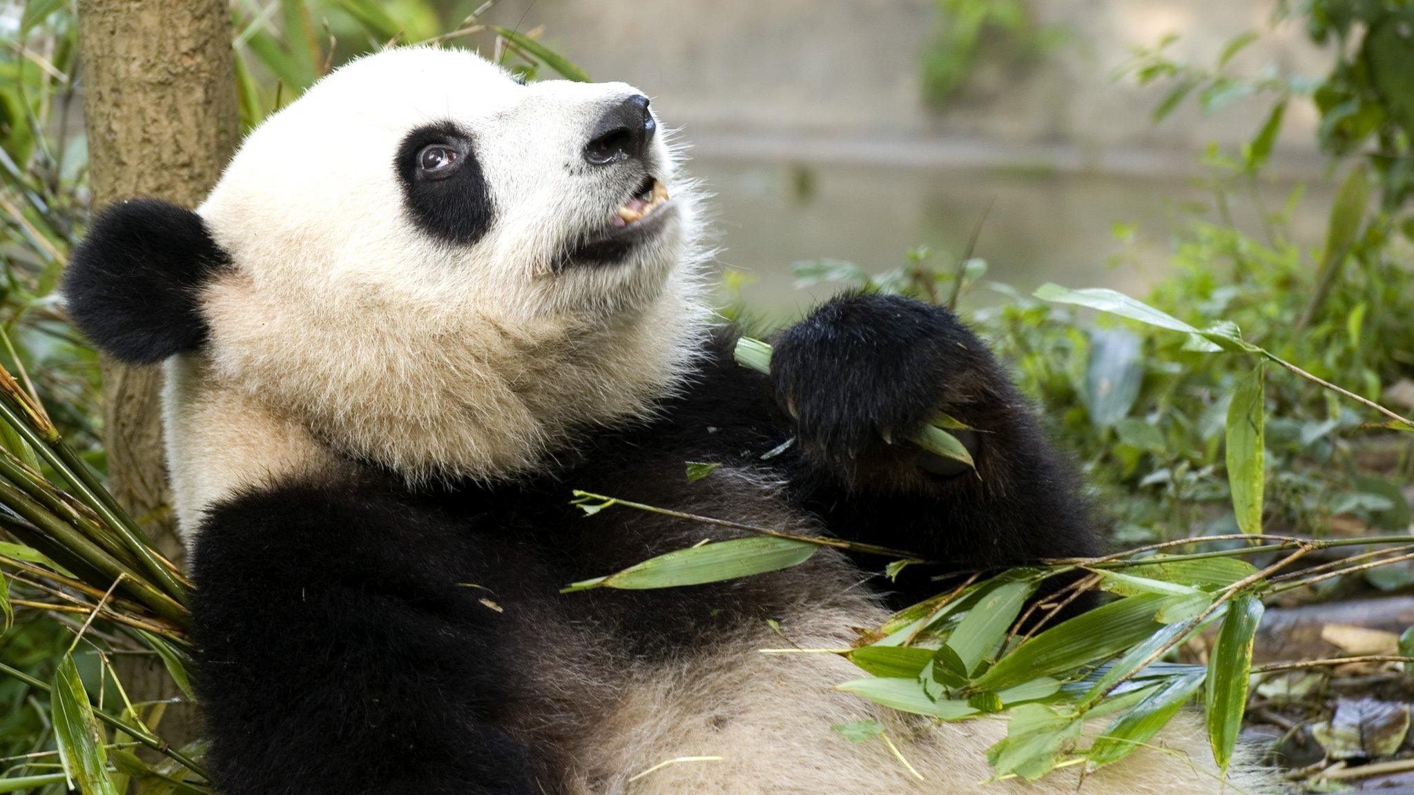 A panda relaxing with bamboo