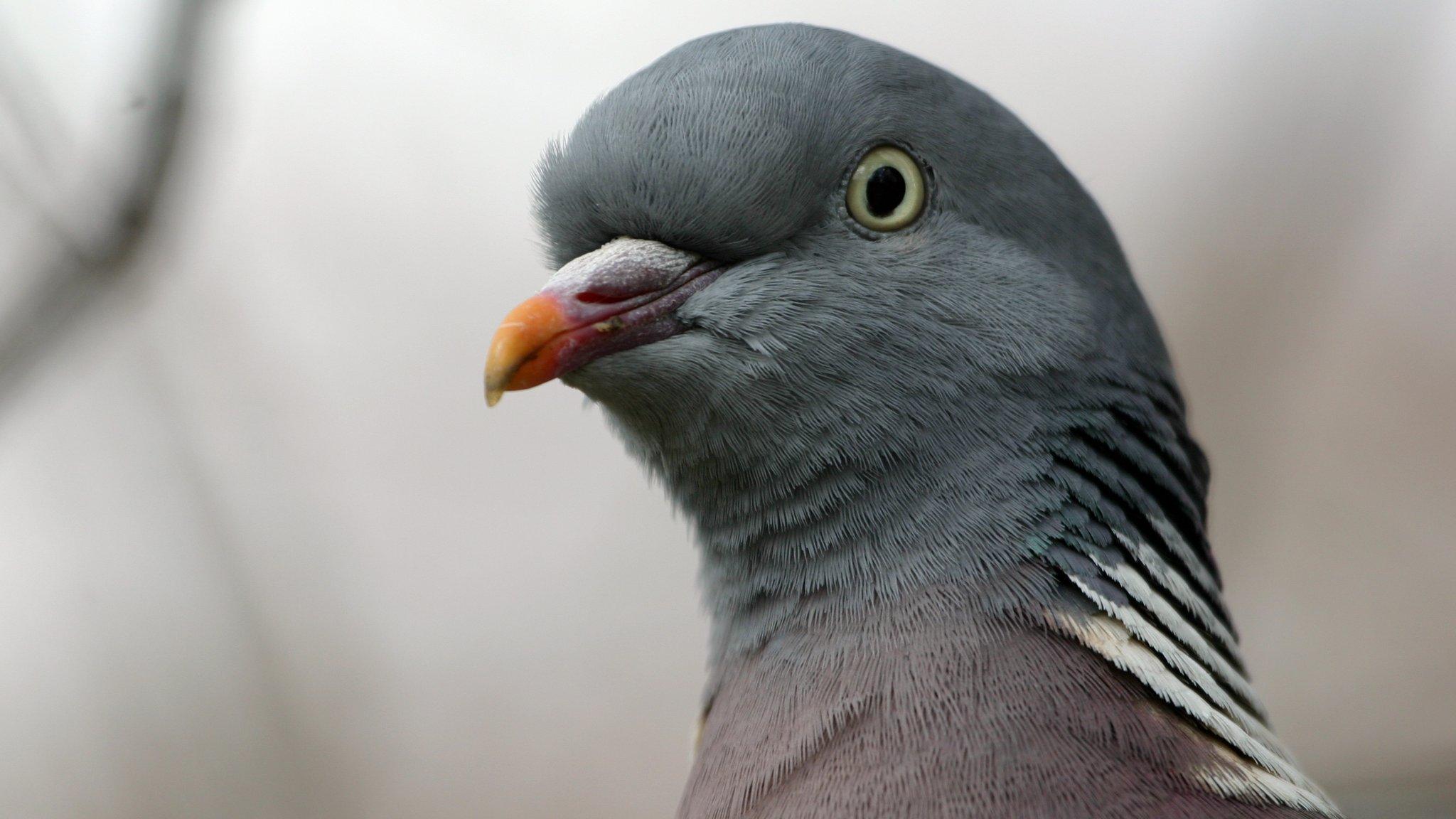 Pigeon