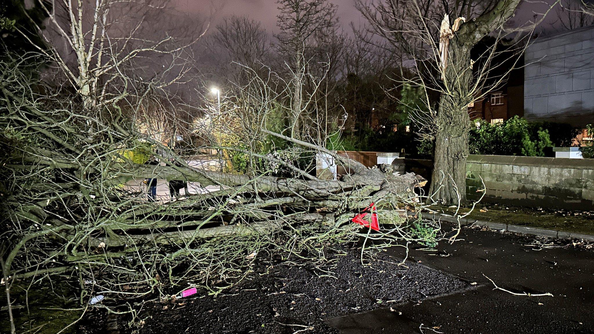 Tree blown over storm Isha.