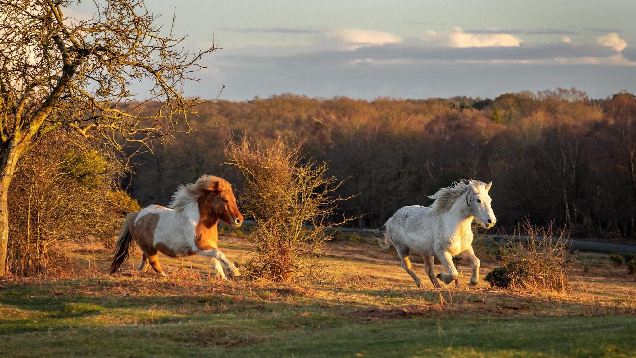 Two ponies run through a wooded area in the sunshine. It is a sunny day. The ponies are running on grass and there are trees in the foreground. One of the ponies is white, the other is brown with white patches. There is a forest behind.