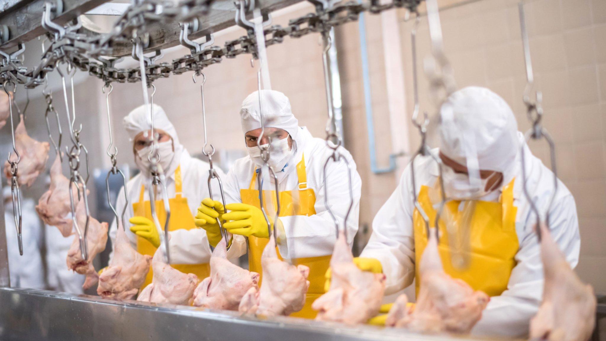 Processing chicken - stock shot